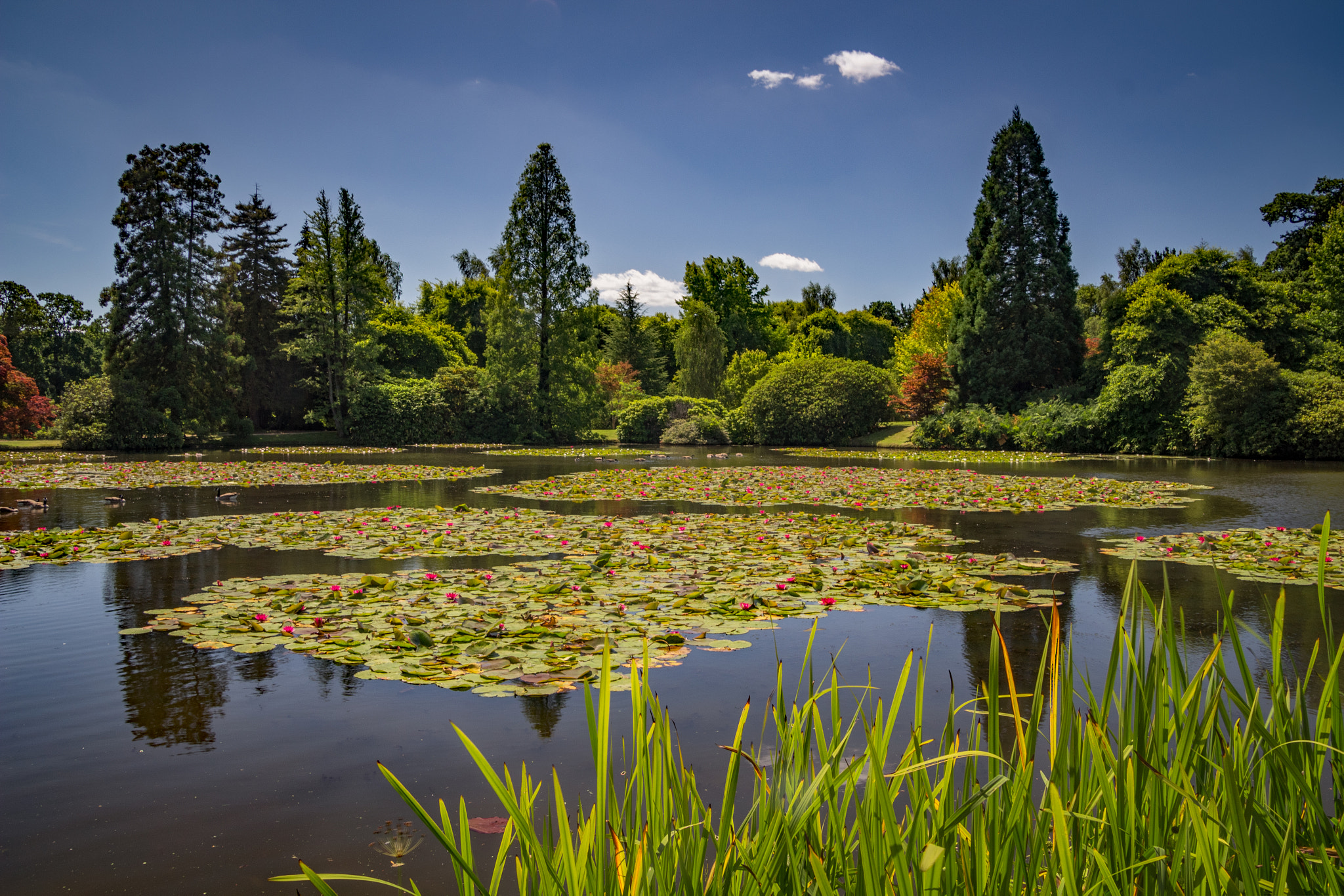 Canon EOS 100D (EOS Rebel SL1 / EOS Kiss X7) sample photo. Sheffield park in the summer photography