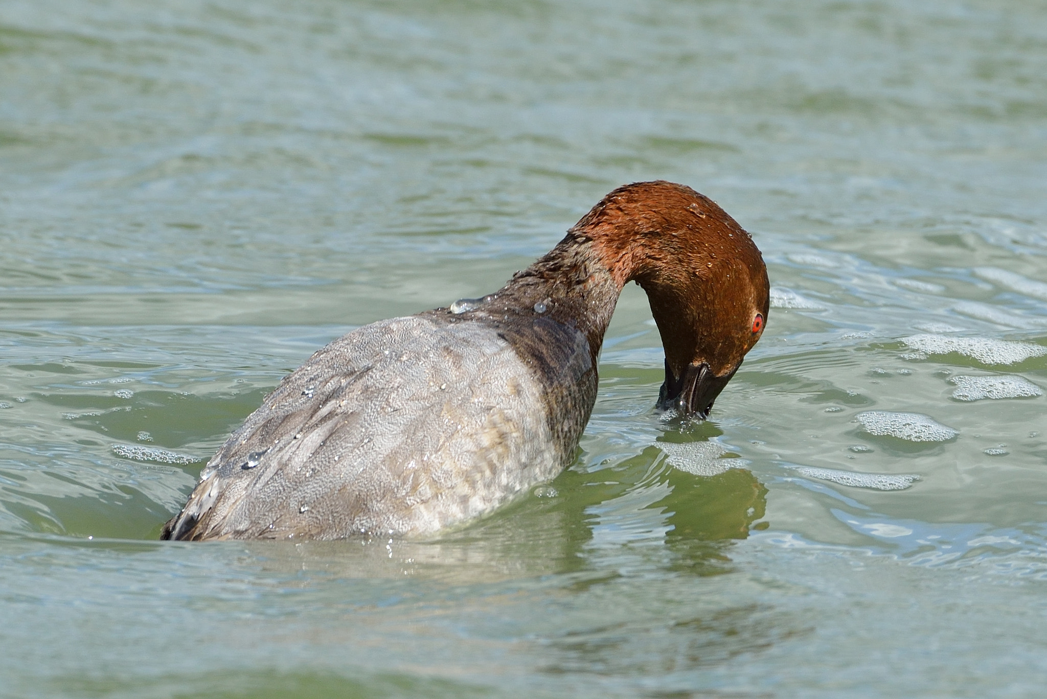Nikon D600 + Nikon AF-S Nikkor 500mm F4G ED VR sample photo. Tafeleend photography