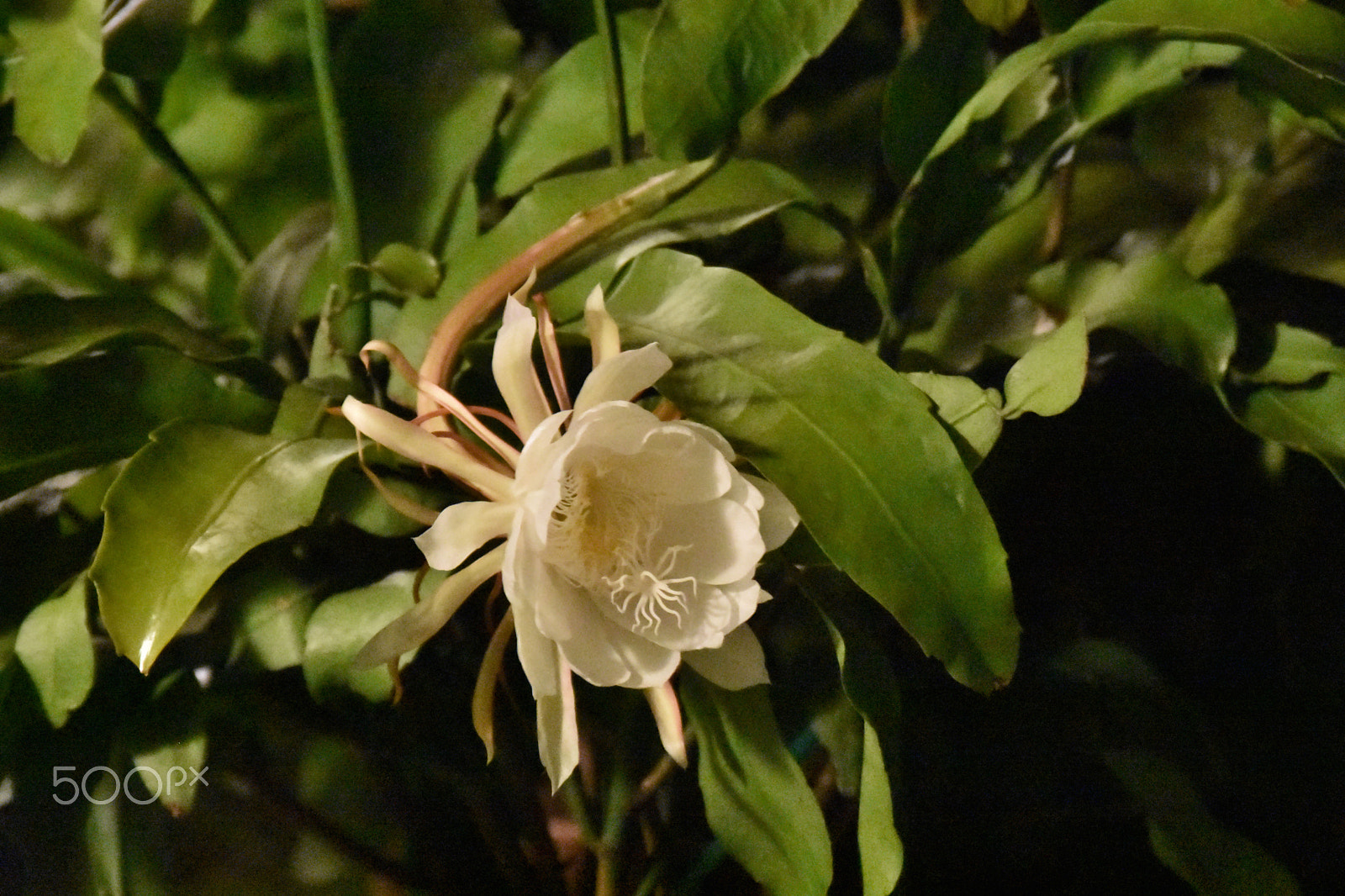 AF Zoom-Nikkor 28-105mm f/3.5-4.5D IF sample photo. Queen of the night photography