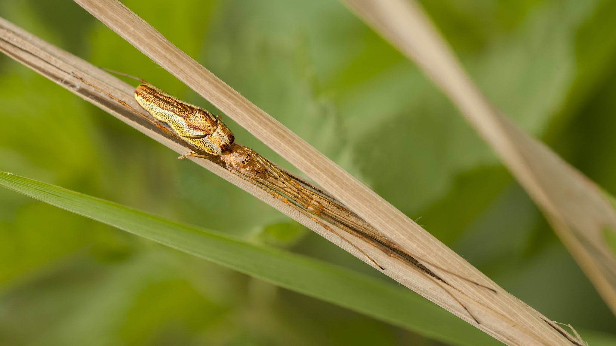 Sigma 105mm F2.8 EX DG OS HSM sample photo. Long jaw spider photography