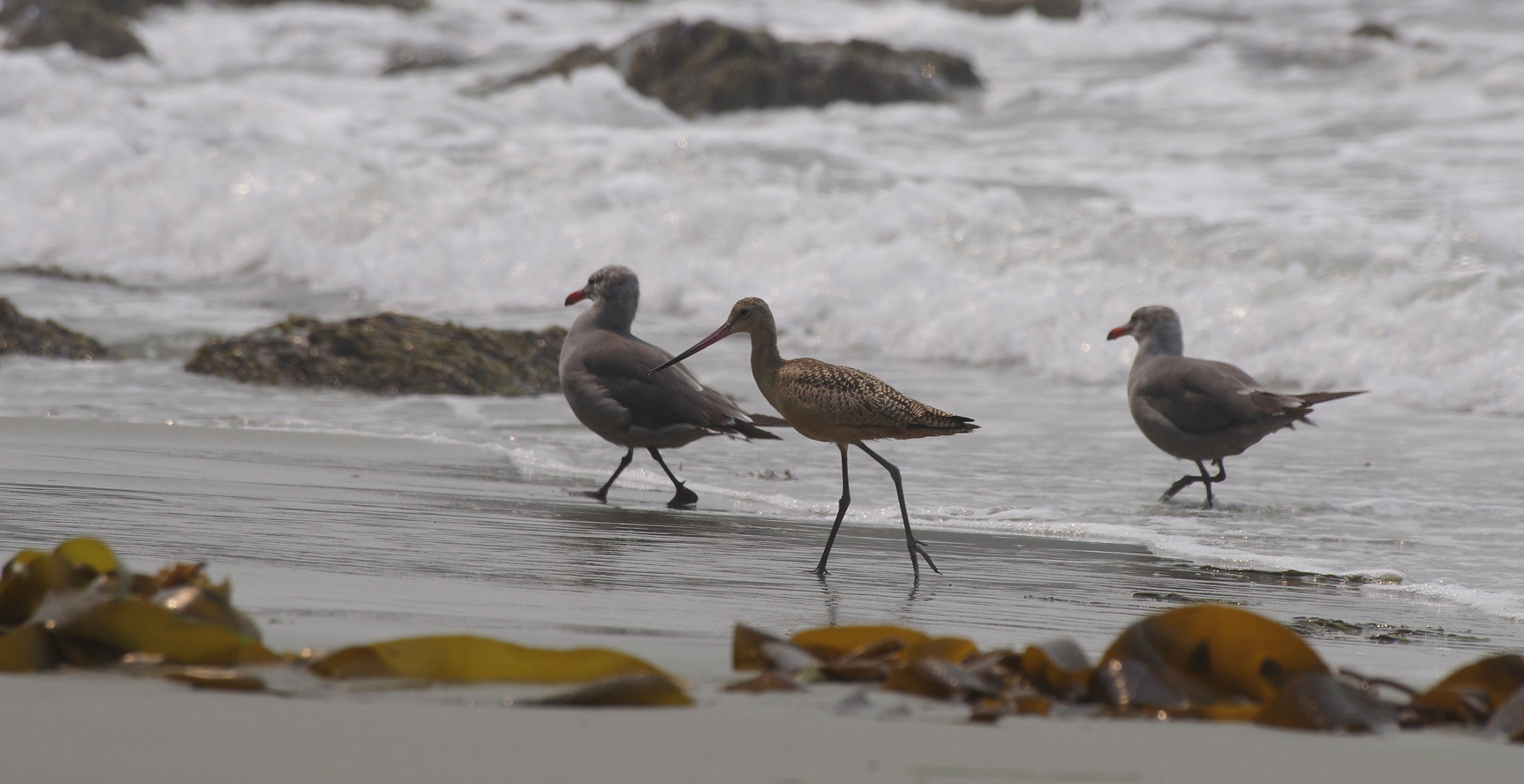 Pentax K-5 II + Sigma Lens (3 255) sample photo. Oiseaux sur la plage photography