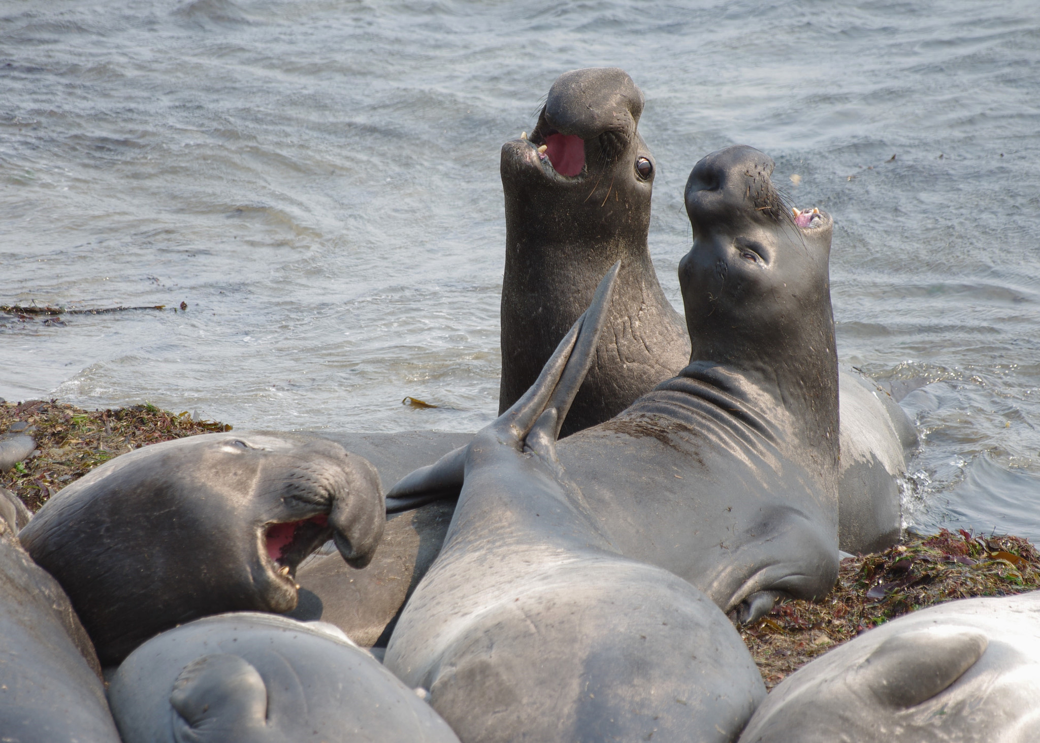 Pentax K-5 II sample photo. élephants de mer au sud de big sur, californie photography