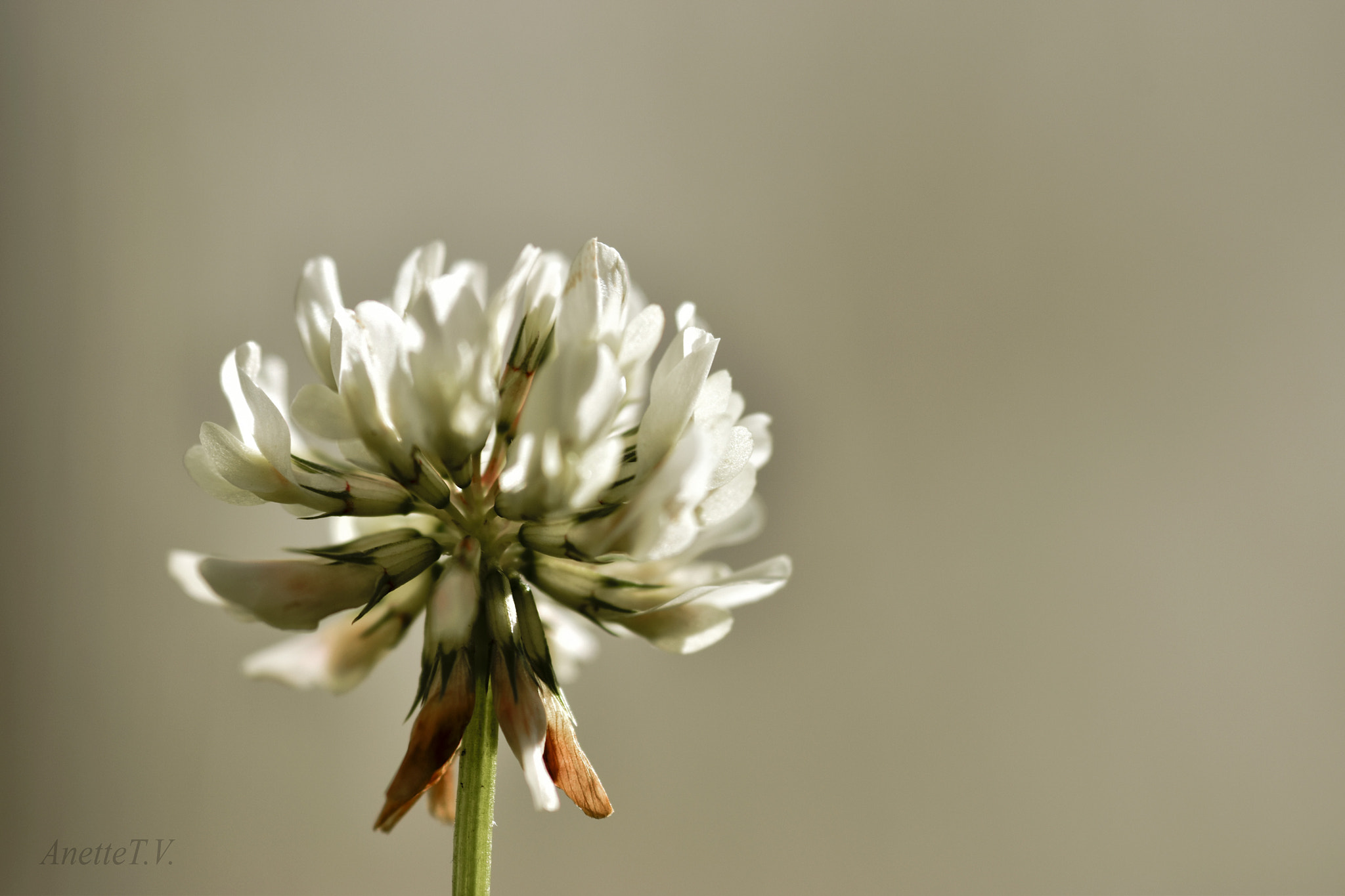 Nikon D5500 + Nikon AF-S Micro-Nikkor 105mm F2.8G IF-ED VR sample photo. Just a white clover.. photography