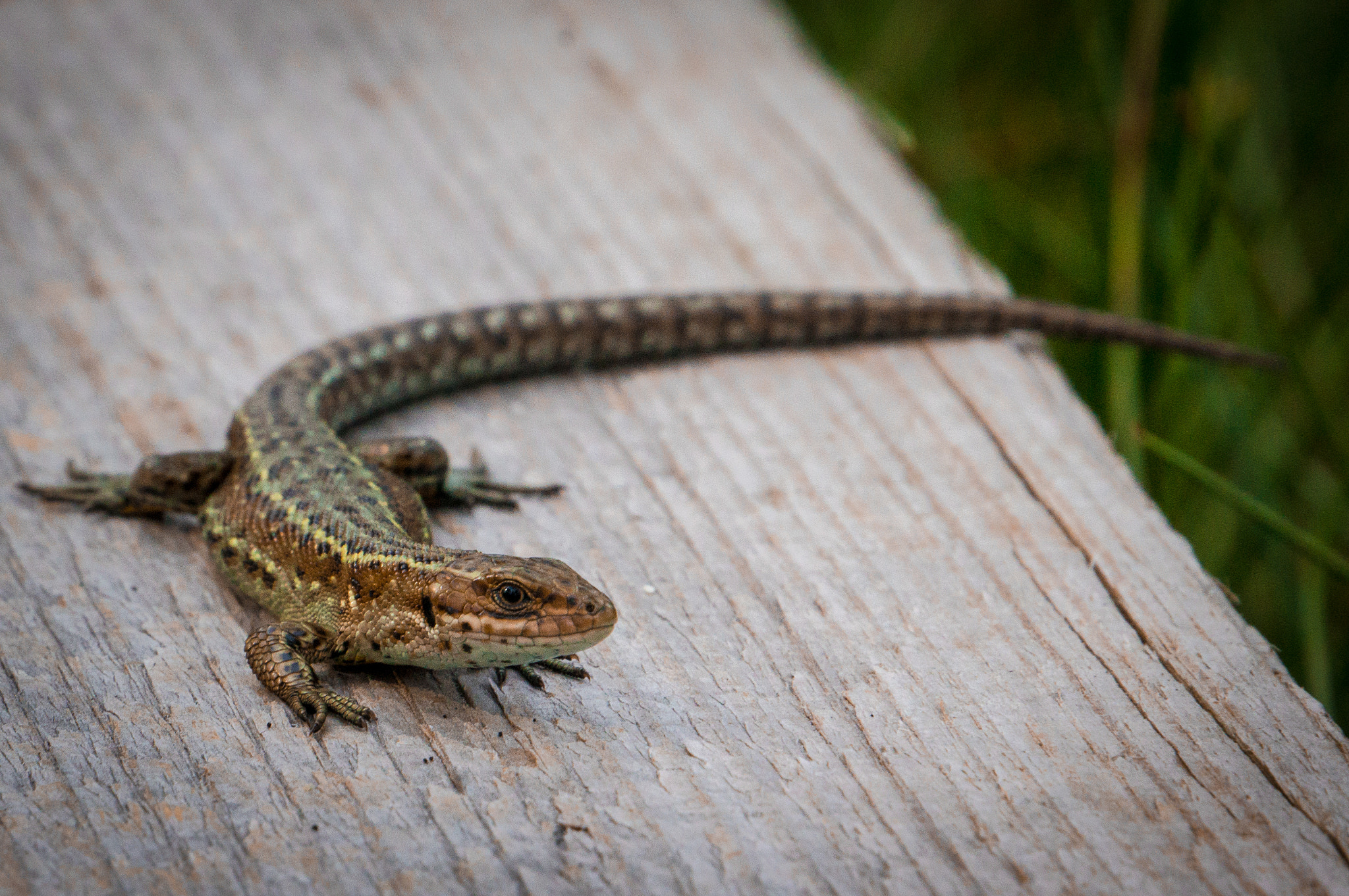 Sony Alpha NEX-5R + Sony E 55-210mm F4.5-6.3 OSS sample photo. Sunbathing lizard photography