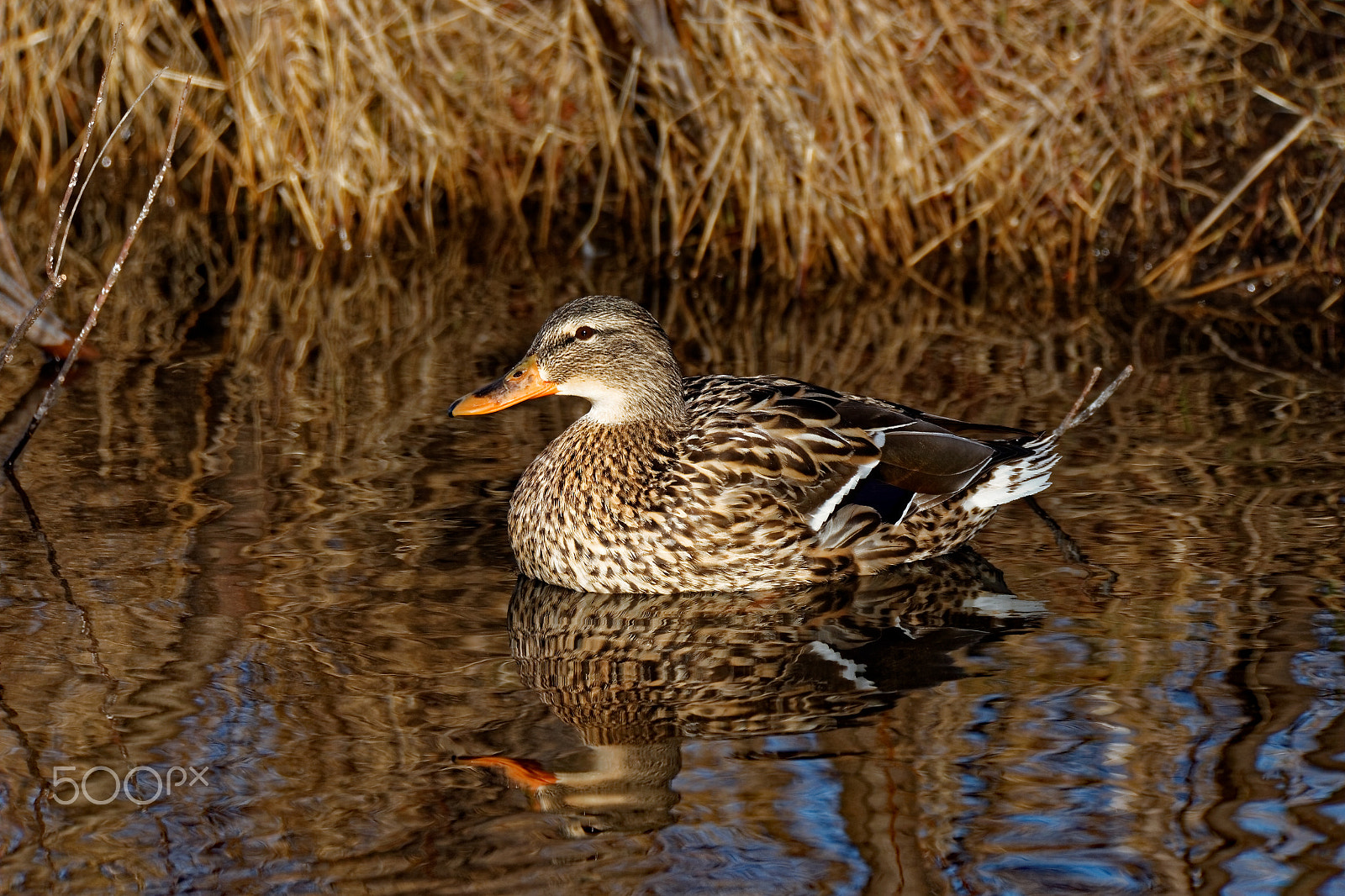 Tamron SP 150-600mm F5-6.3 Di VC USD sample photo. Mallard duck reflecting photography