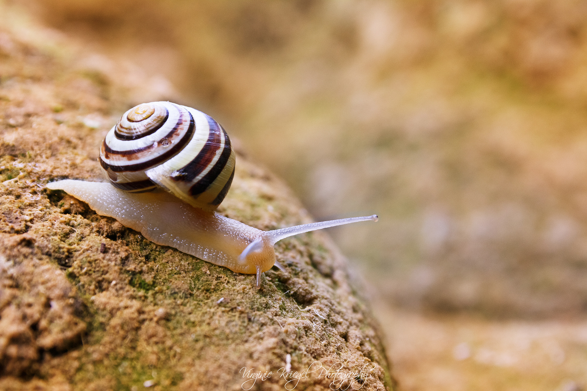 Canon EOS 700D (EOS Rebel T5i / EOS Kiss X7i) + Sigma 17-70mm F2.8-4 DC Macro OS HSM | C sample photo. Little snail photography
