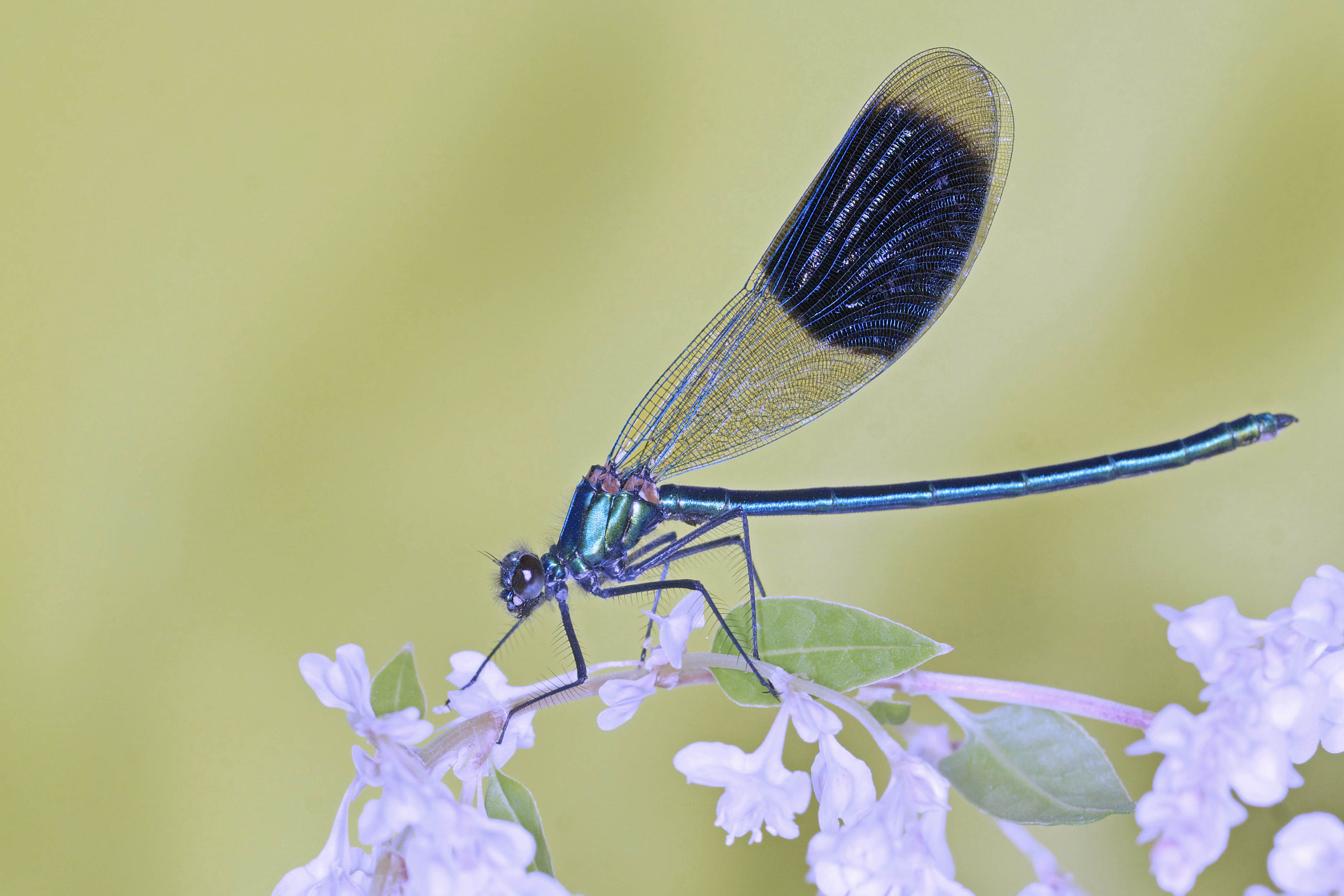 Sony ILCA-77M2 + 150mm F2.8 sample photo. On the flowers, photography