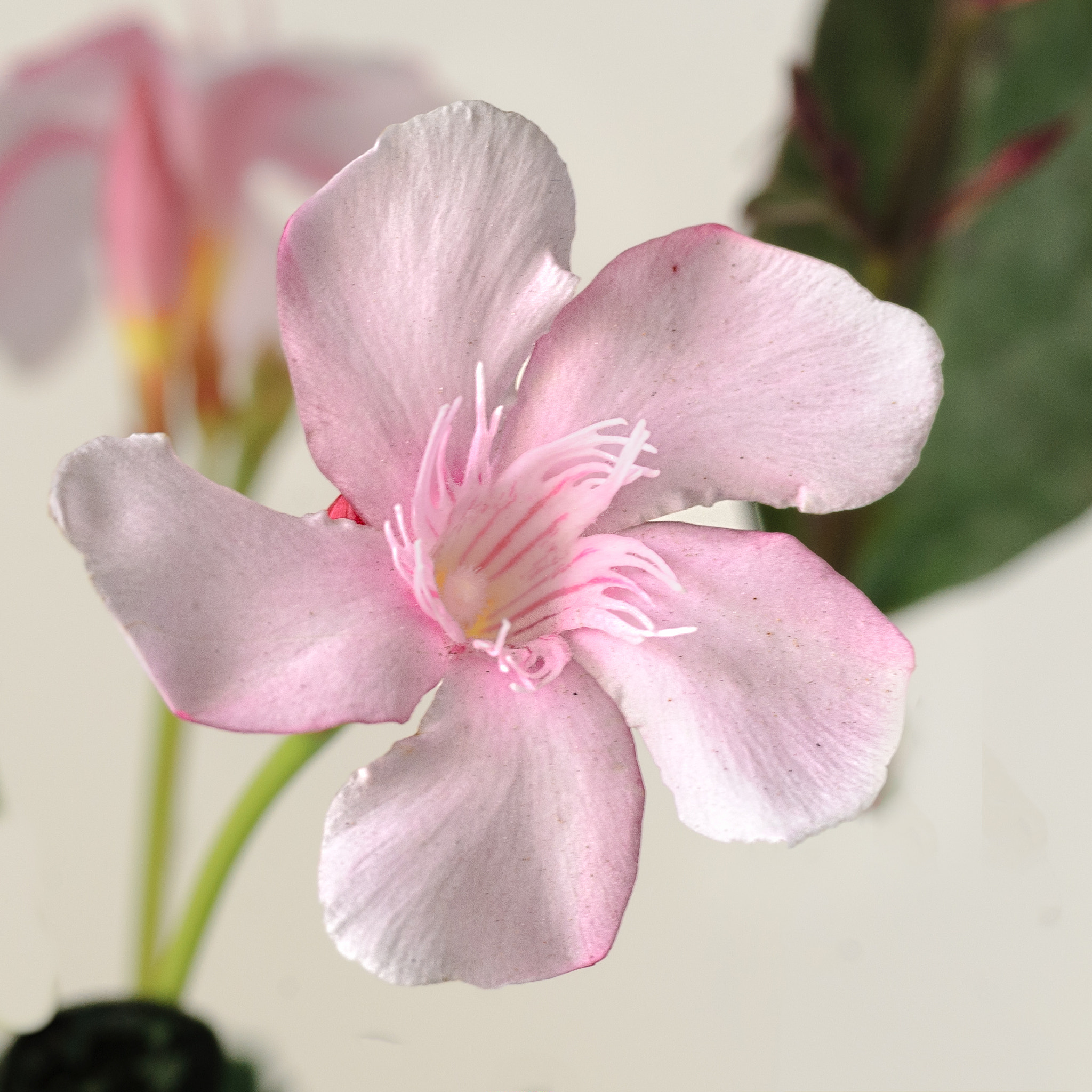Nikon D40X sample photo. Pink dream photography
