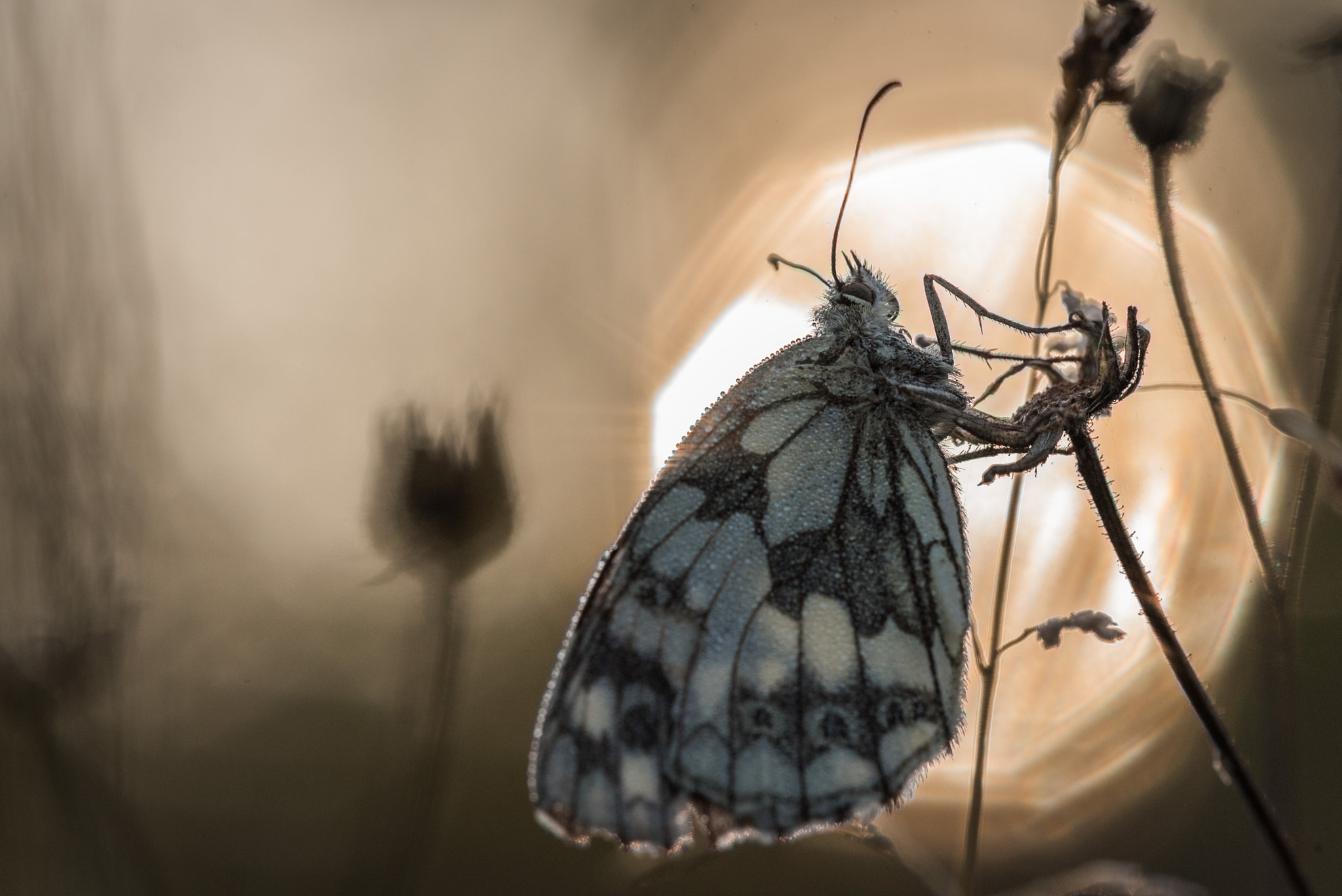 Nikon D750 + Sigma 150mm F2.8 EX DG Macro HSM sample photo. Melanargia galathea at morning light photography