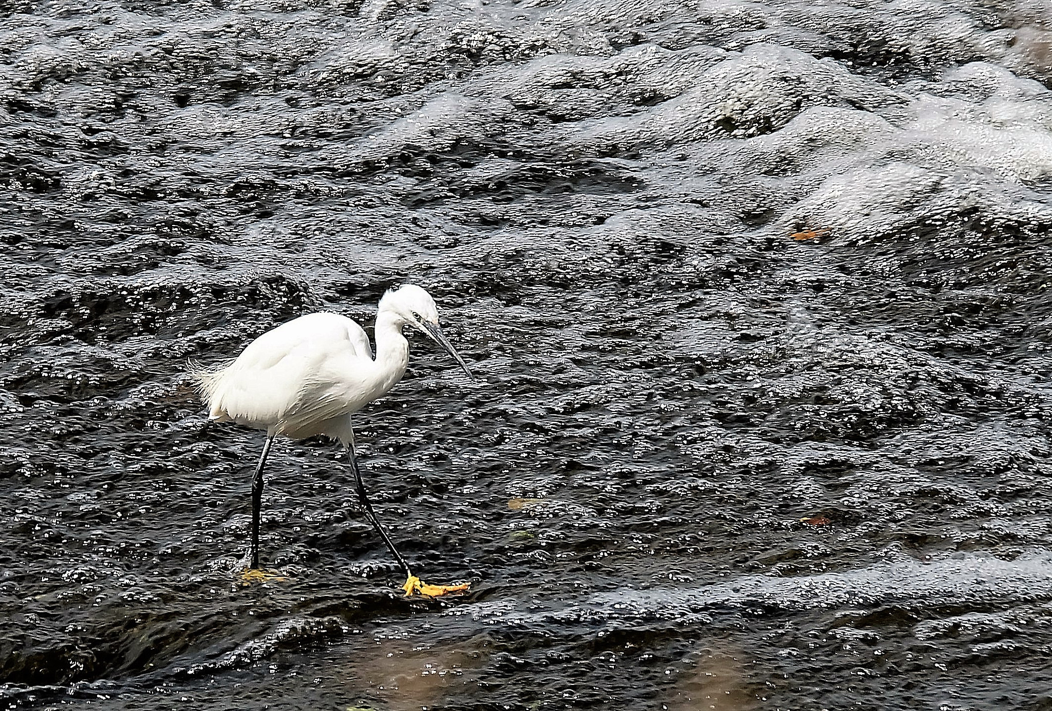 Fujifilm X-A2 + Fujifilm XC 50-230mm F4.5-6.7 OIS sample photo. Cooling off... photography