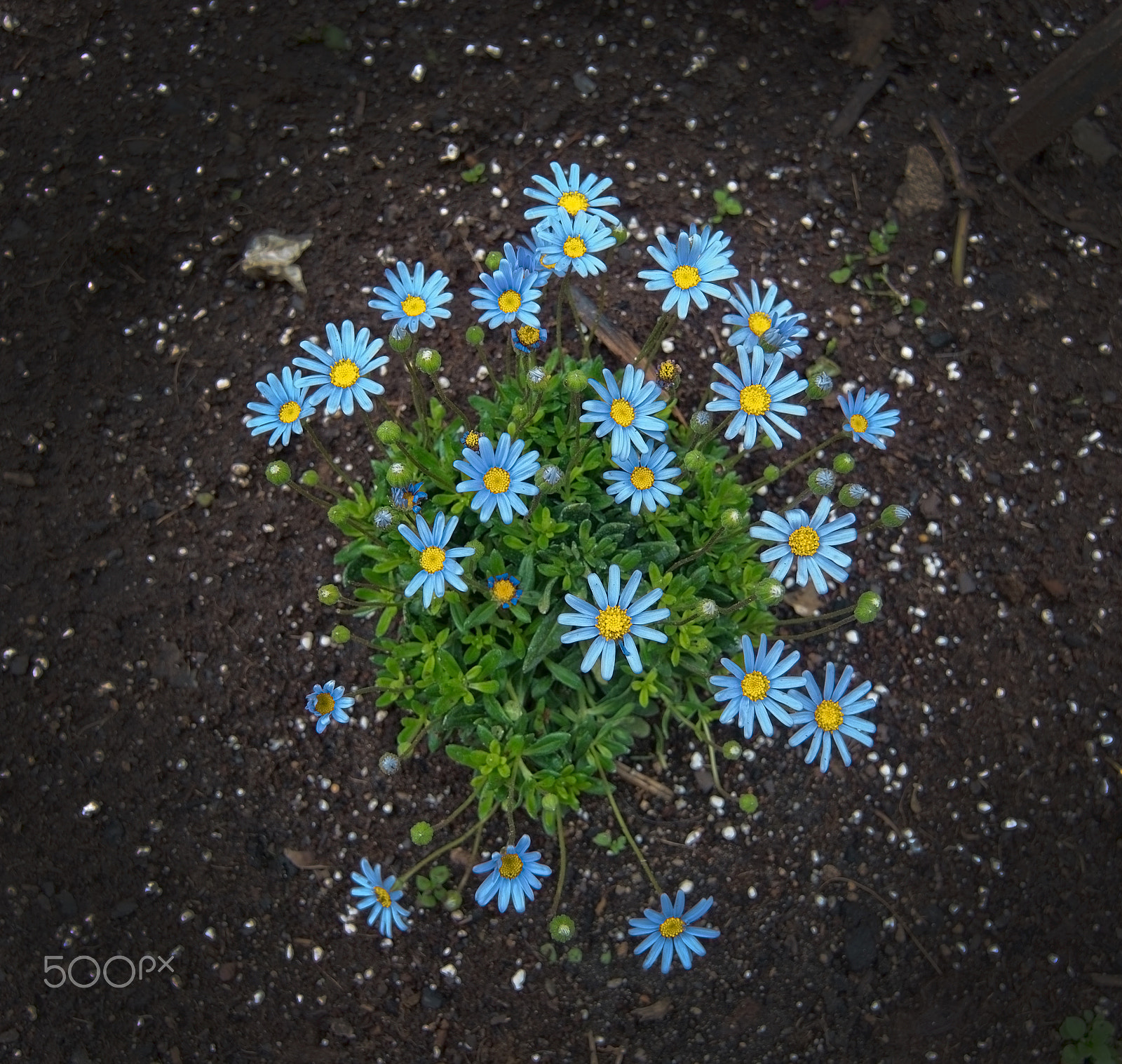 AF Zoom-Nikkor 24-120mm f/3.5-5.6D IF sample photo. Violet spring flowers photography
