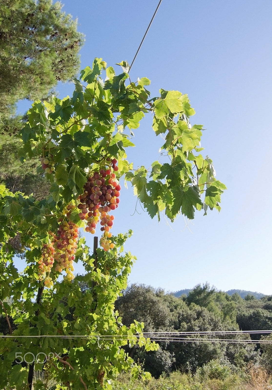AF Zoom-Nikkor 28-100mm f/3.5-5.6G sample photo. Grapes growing on a vine photography