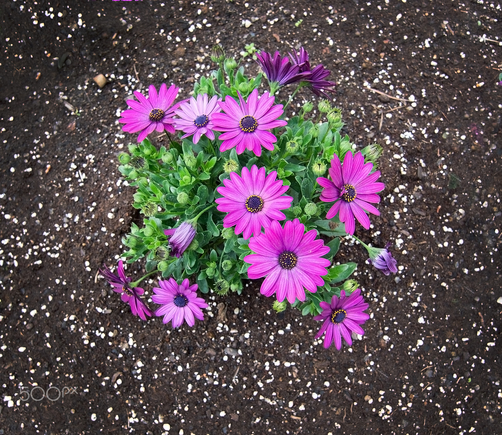 Nikon D7100 sample photo. Pink purple spring flowers photography