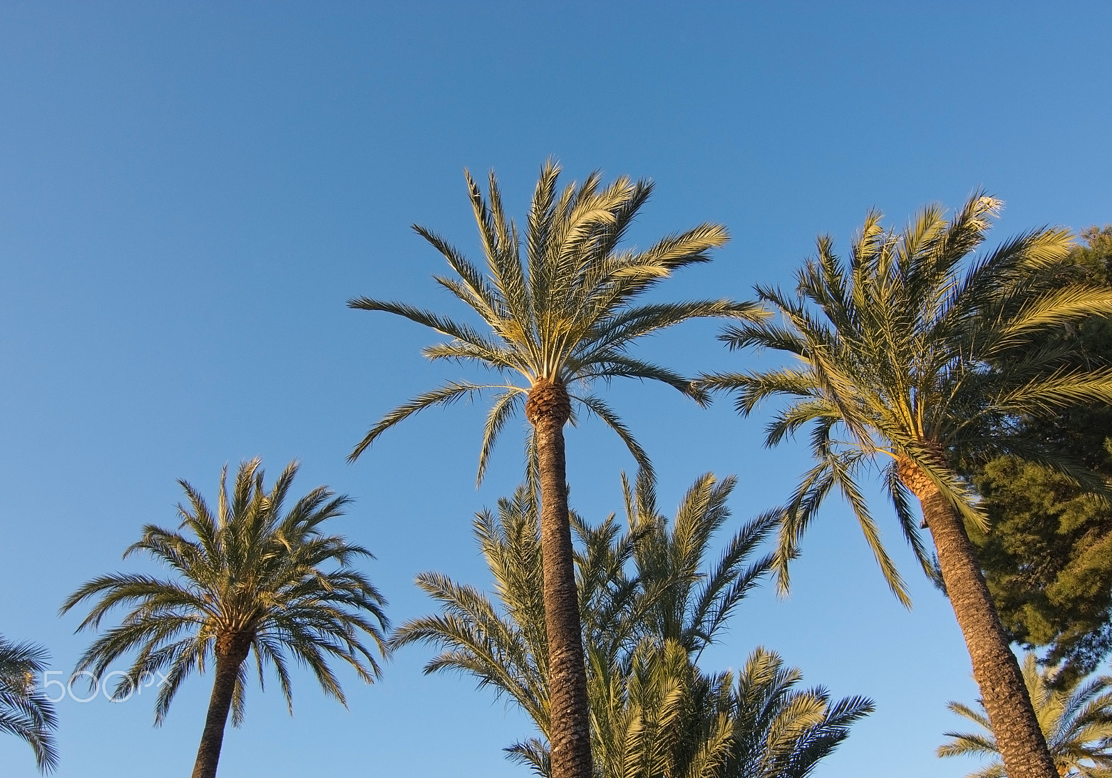 Nikon D7100 + AF Nikkor 24mm f/2.8 sample photo. Palm trees and blue sky photography