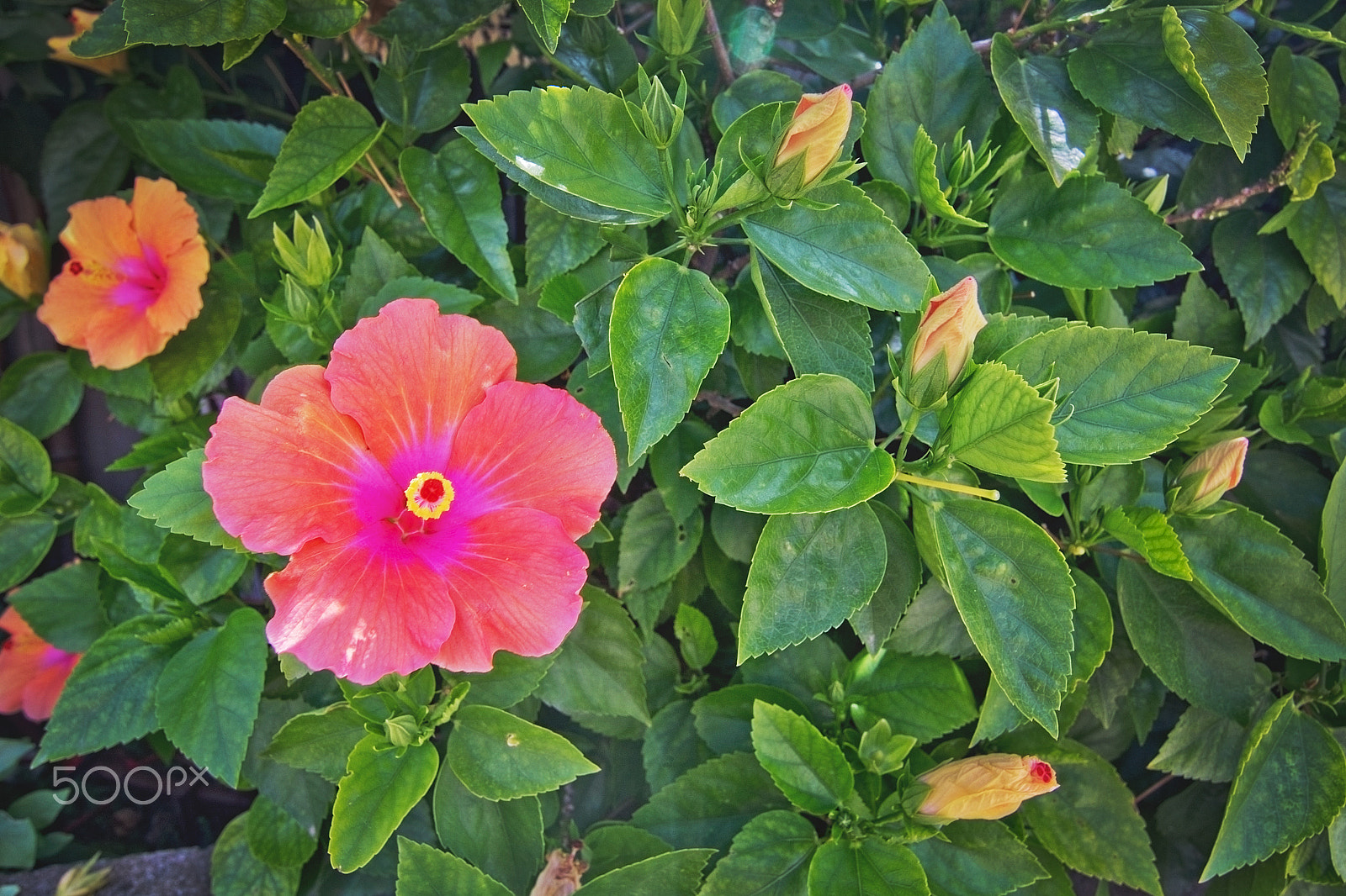 Nikon D7100 + Tamron SP 35mm F1.8 Di VC USD sample photo. Pink orange hibiscus flowers photography