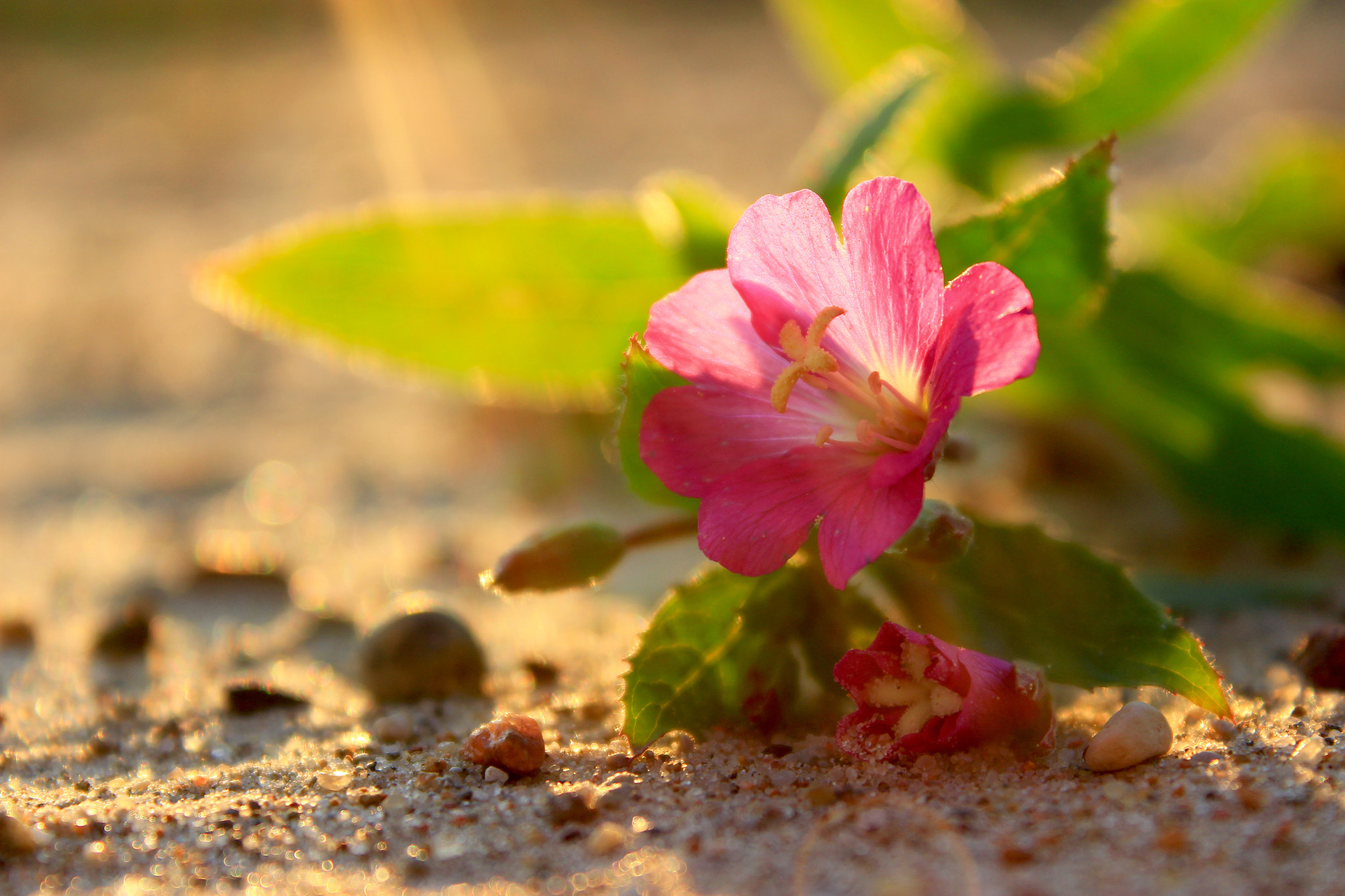 Canon EF-S 18-55mm F3.5-5.6 III sample photo. Flower and sunlight photography