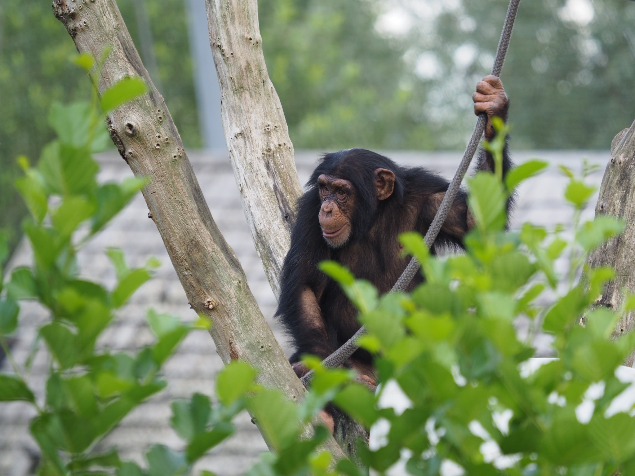 Olympus OM-D E-M10 II + Olympus M.Zuiko Digital ED 40-150mm F2.8 Pro sample photo. Monkey photography