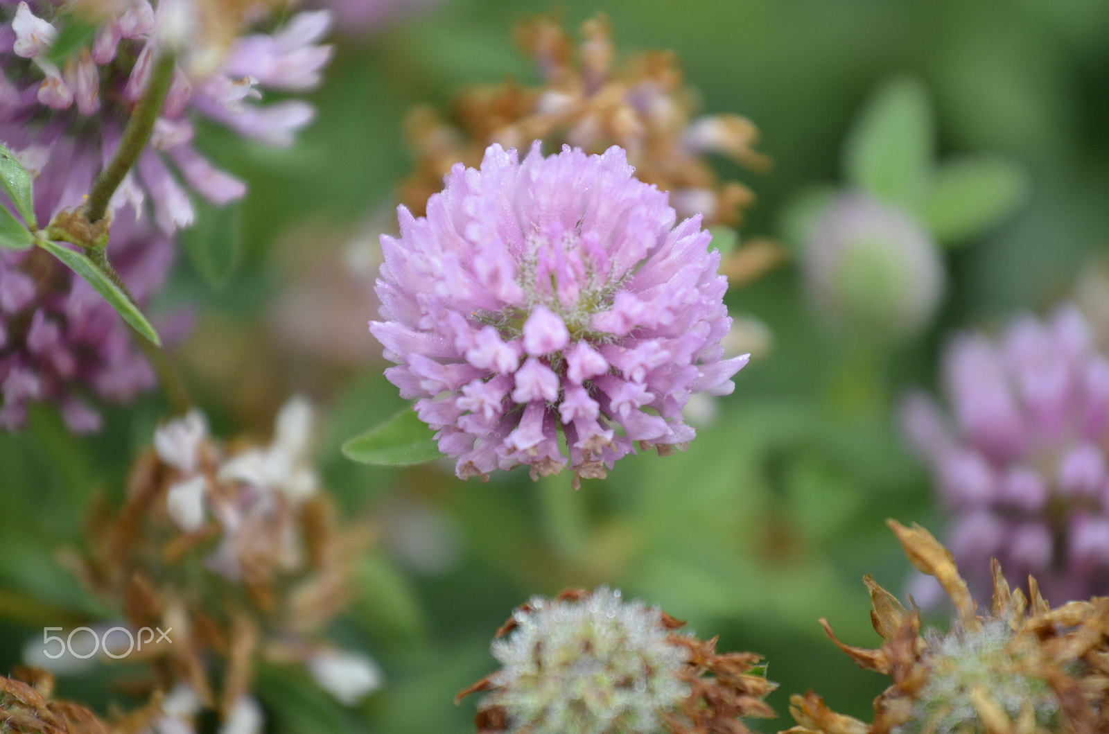 Nikon AF-S Nikkor 70-200mm F4G ED VR sample photo. Wild flower photography