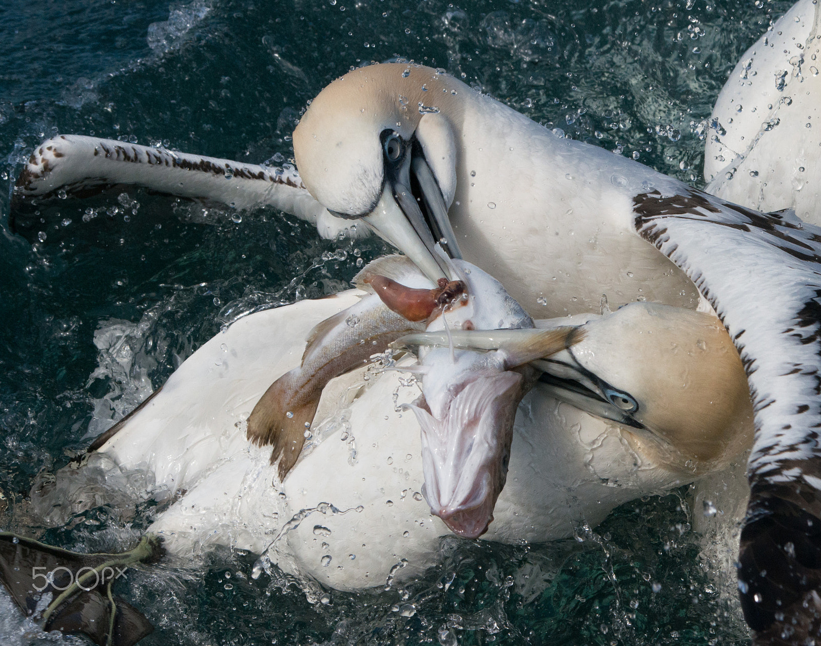 Nikon D800 + Sigma 120-400mm F4.5-5.6 DG OS HSM sample photo. Gannets with fish photography