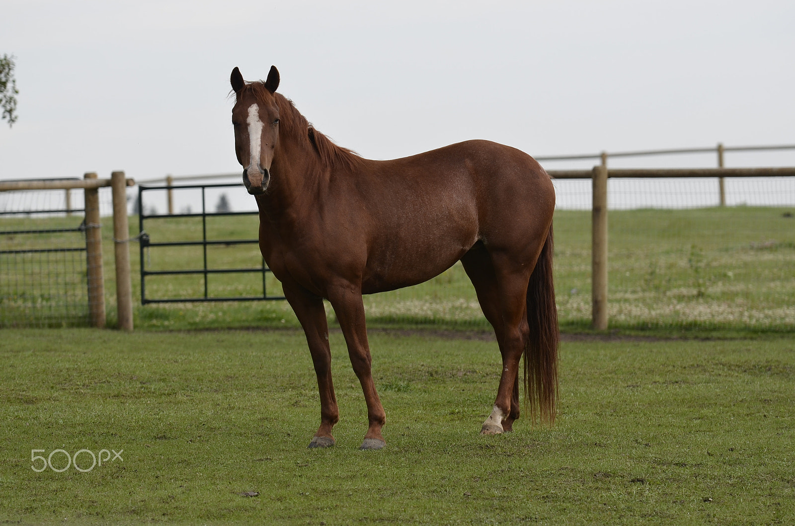 Nikon AF-S Nikkor 70-200mm F4G ED VR sample photo. Horse photography