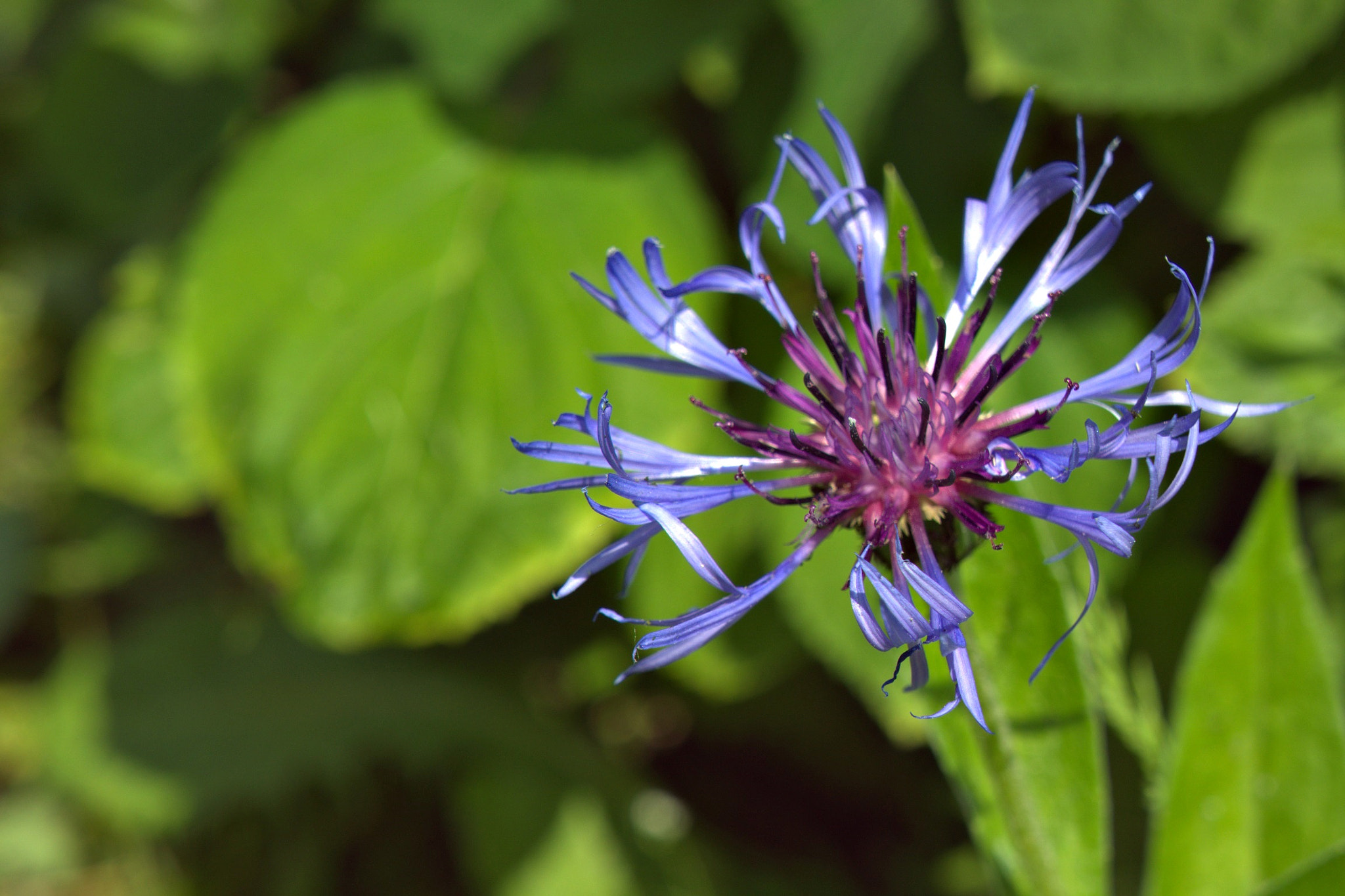 Sony E 18-55mm F3.5-5.6 OSS sample photo. Flower photography