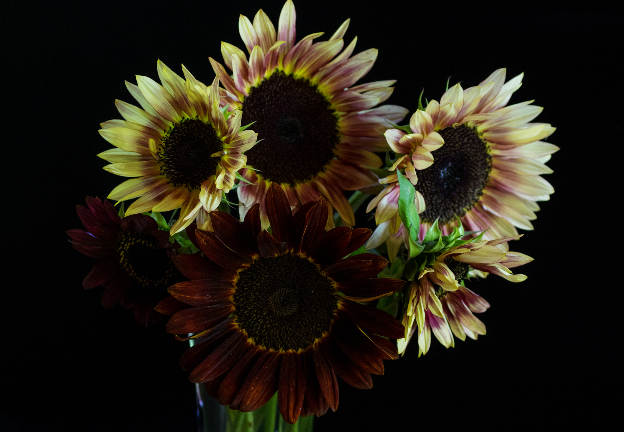 smc PENTAX-FA Macro 50mm F2.8 sample photo. Sunflowers photography