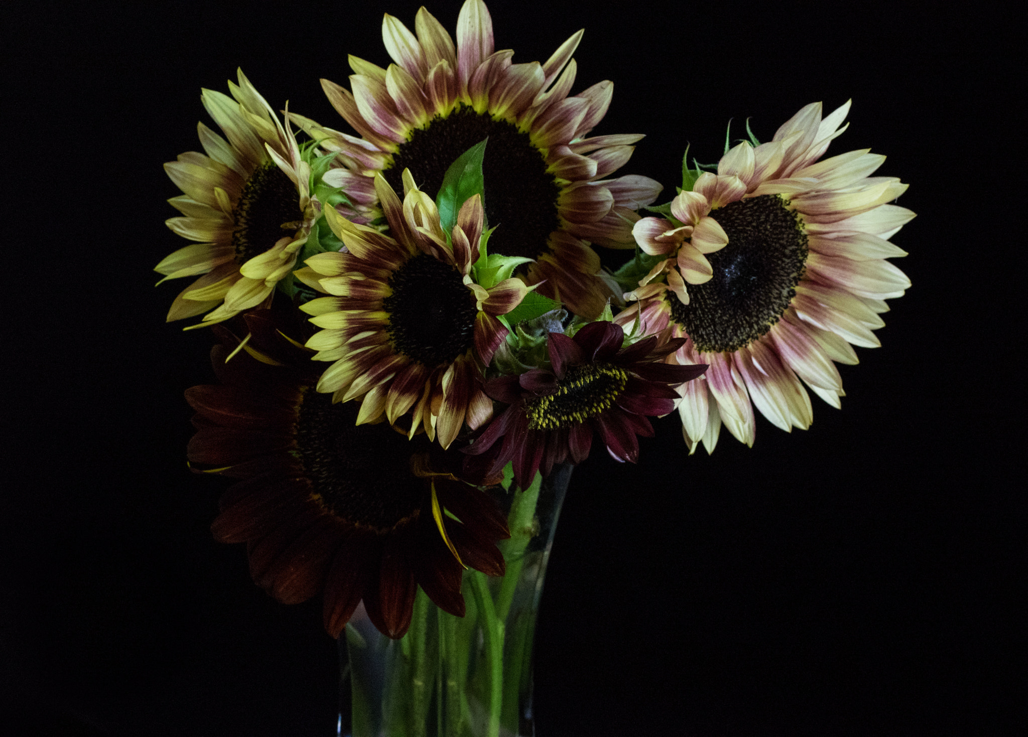 smc PENTAX-FA Macro 50mm F2.8 sample photo. Sunflowers photography