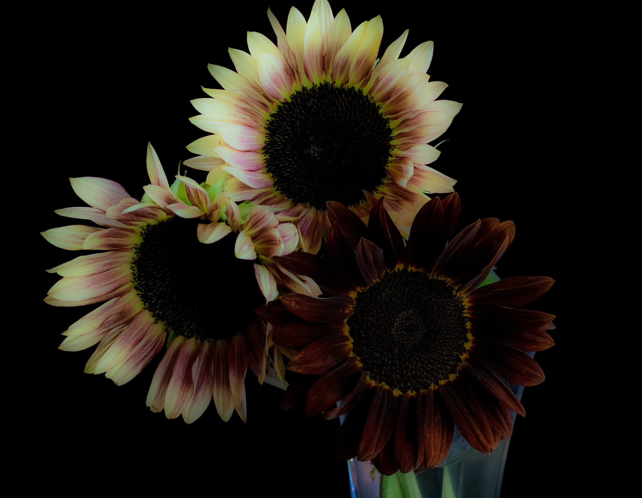 smc PENTAX-FA Macro 50mm F2.8 sample photo. Soft sunflowers photography