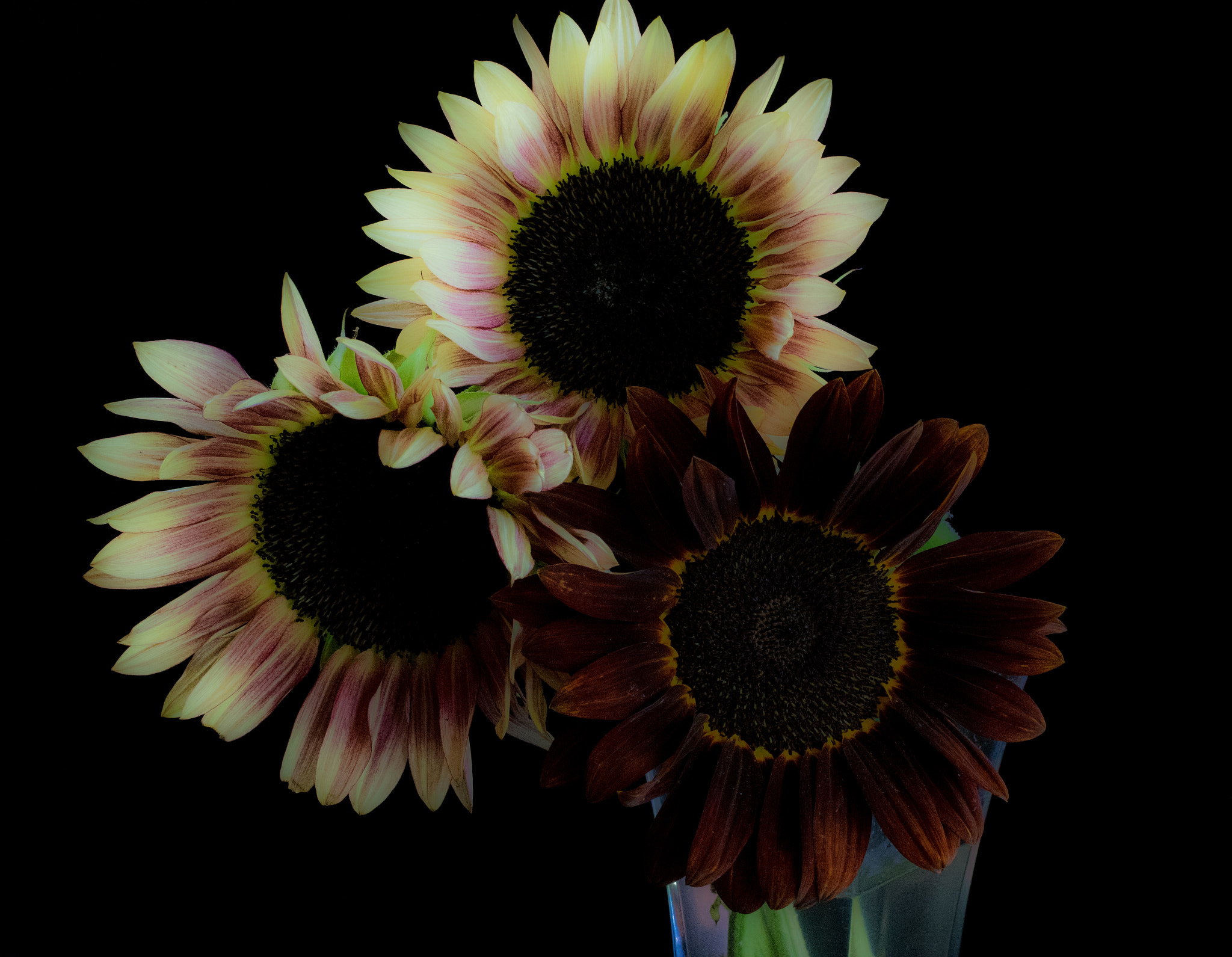 Pentax K-3 + smc PENTAX-FA Macro 50mm F2.8 sample photo. Soft sunflowers photography