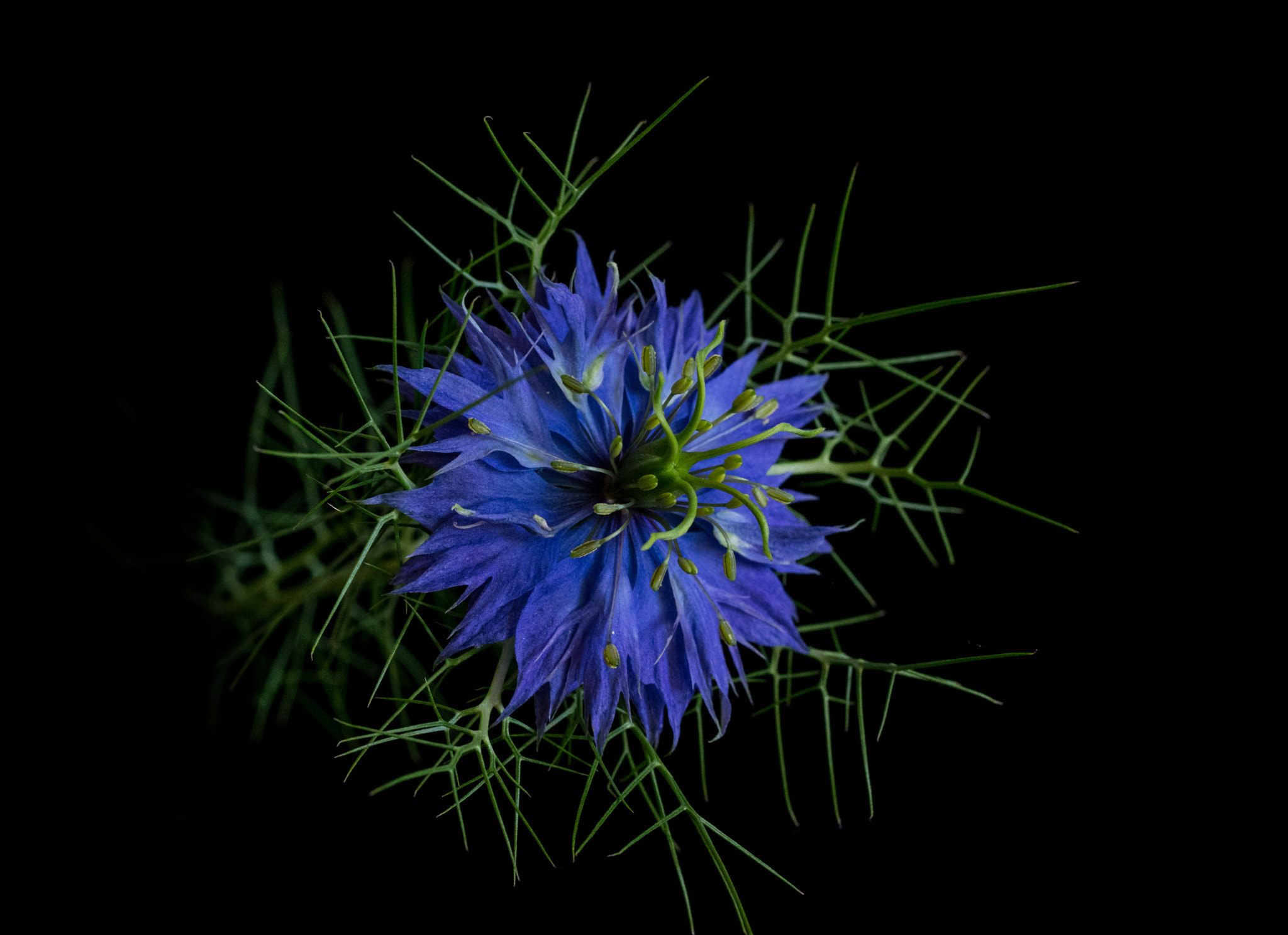 Pentax K-3 + smc PENTAX-FA Macro 50mm F2.8 sample photo. Nigella damascena photography