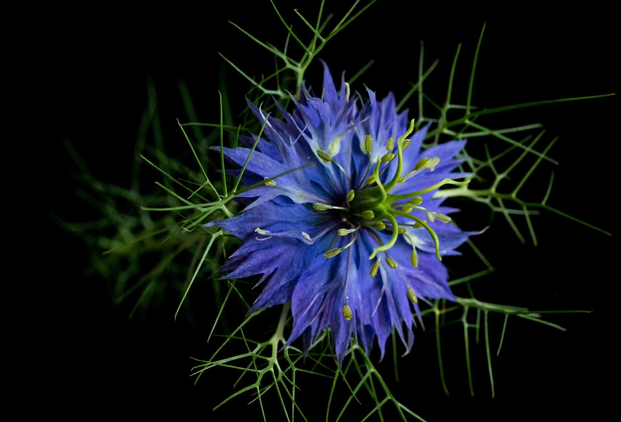 Pentax K-3 + smc PENTAX-FA Macro 50mm F2.8 sample photo. Nigella damascena photography