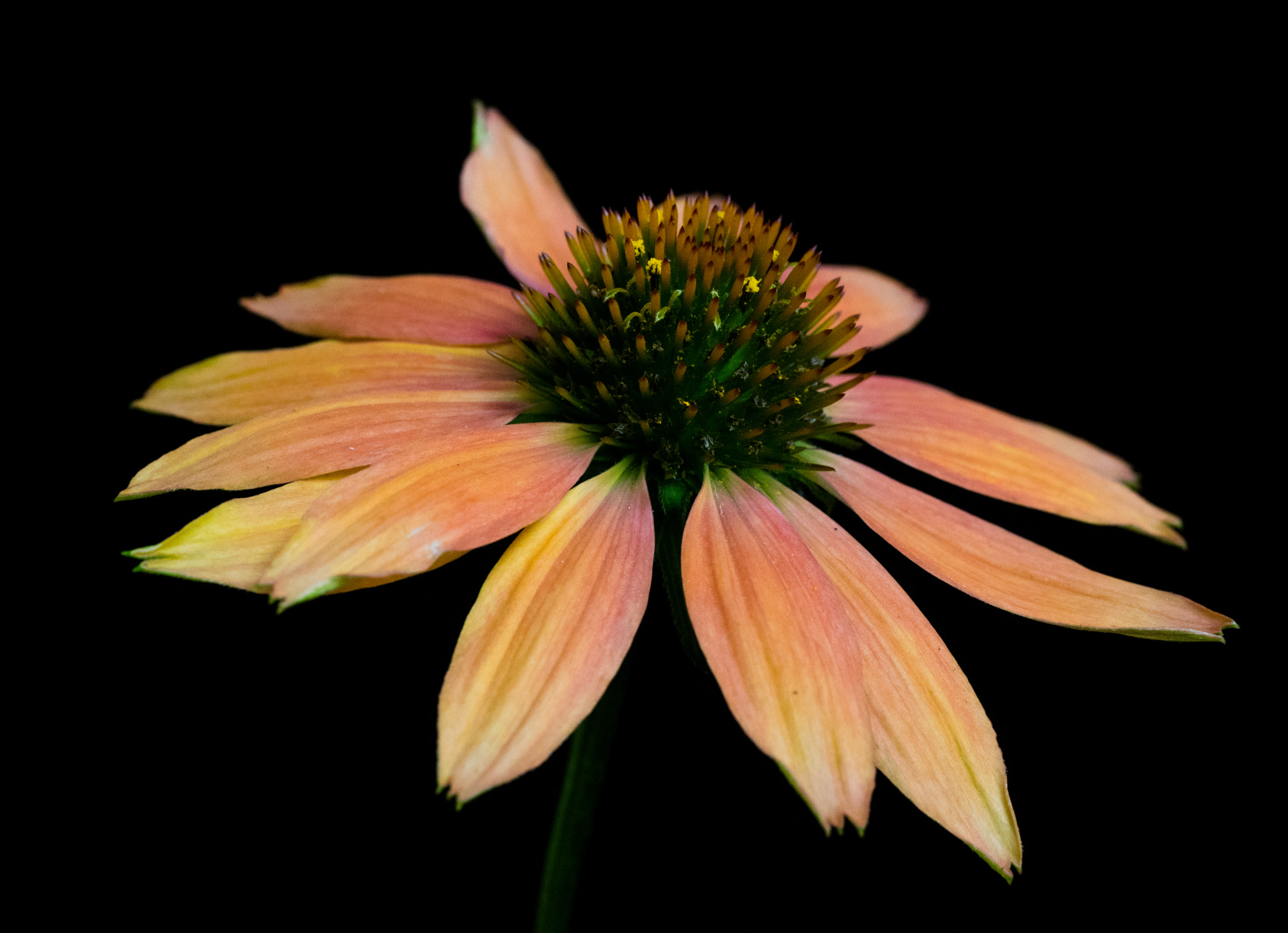 Pentax K-3 + smc PENTAX-FA Macro 50mm F2.8 sample photo. Echinacea photography