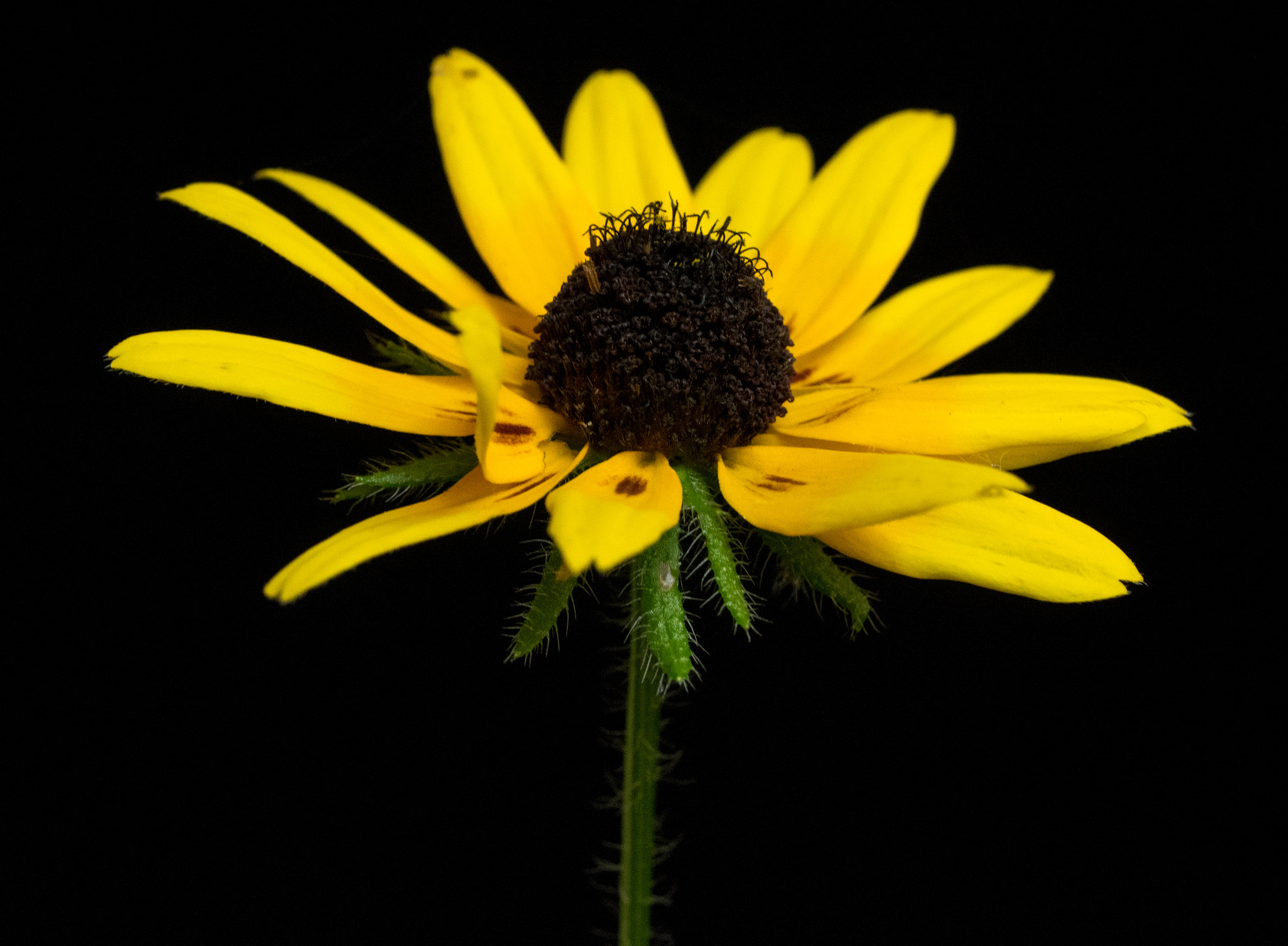 Pentax K-3 + smc PENTAX-FA Macro 50mm F2.8 sample photo. Rudbecki photography