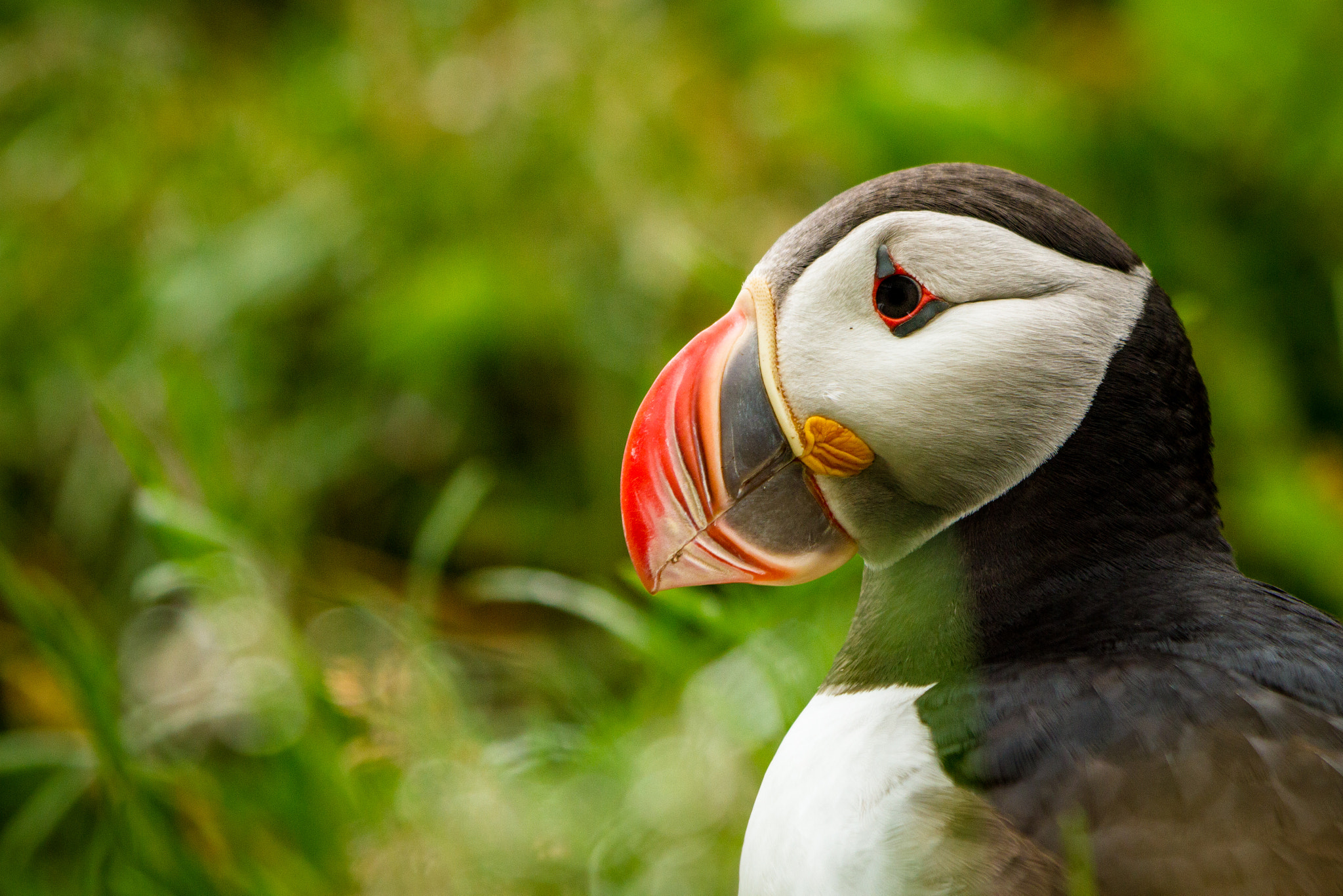 Canon EF 70-200mm F2.8L IS II USM sample photo. Puffin photography