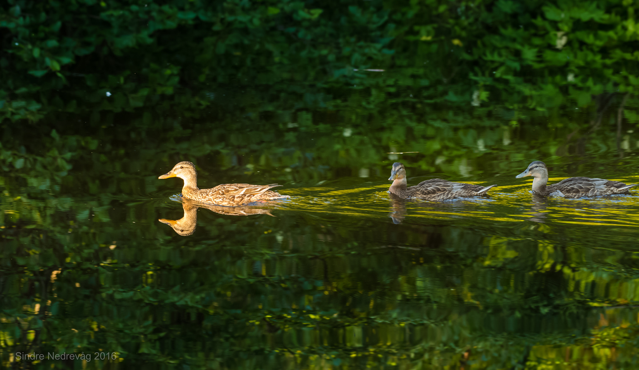 Nikon AF-S Nikkor 200-500mm F5.6E ED VR sample photo. Mallard drakes sunlight photography