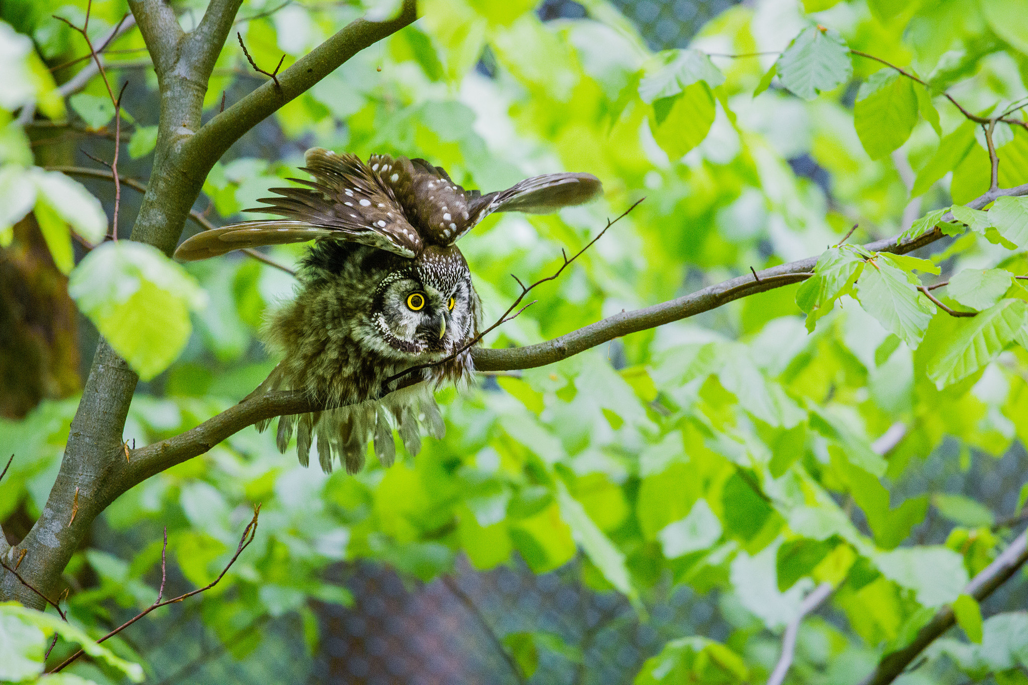 Canon EF 100-400mm F4.5-5.6L IS USM sample photo. Starting owl photography