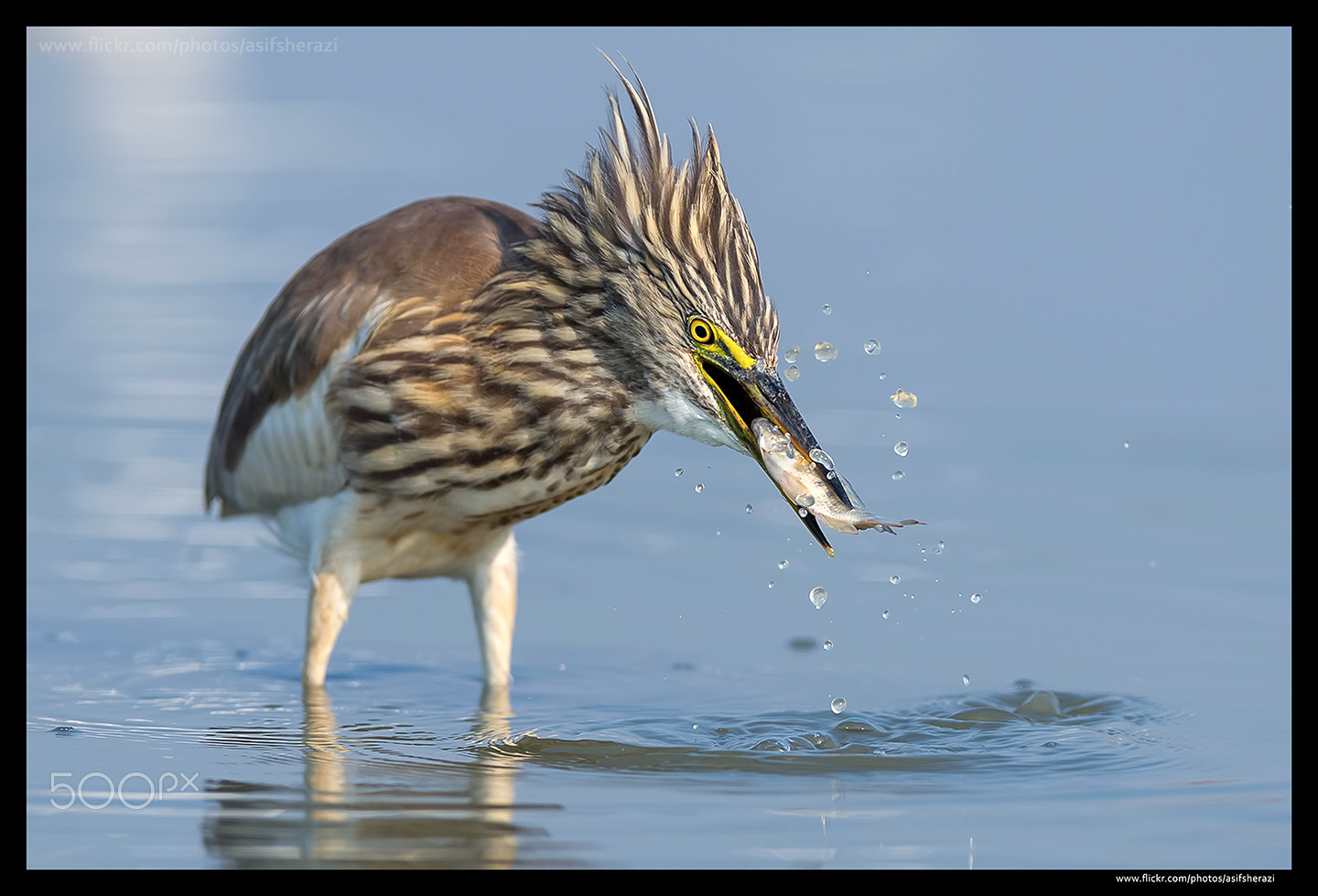 Nikon AF-S Nikkor 400mm F2.8G ED VR II sample photo. Beauty of the nature photography