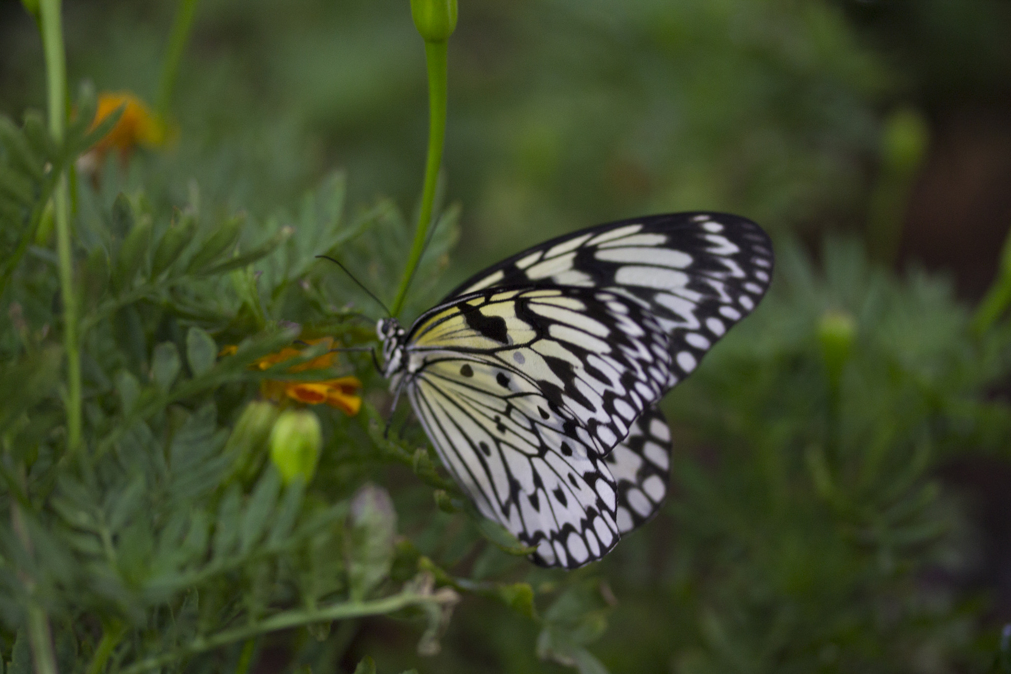 Canon EF-S 60mm F2.8 Macro USM sample photo. Butterflies photography