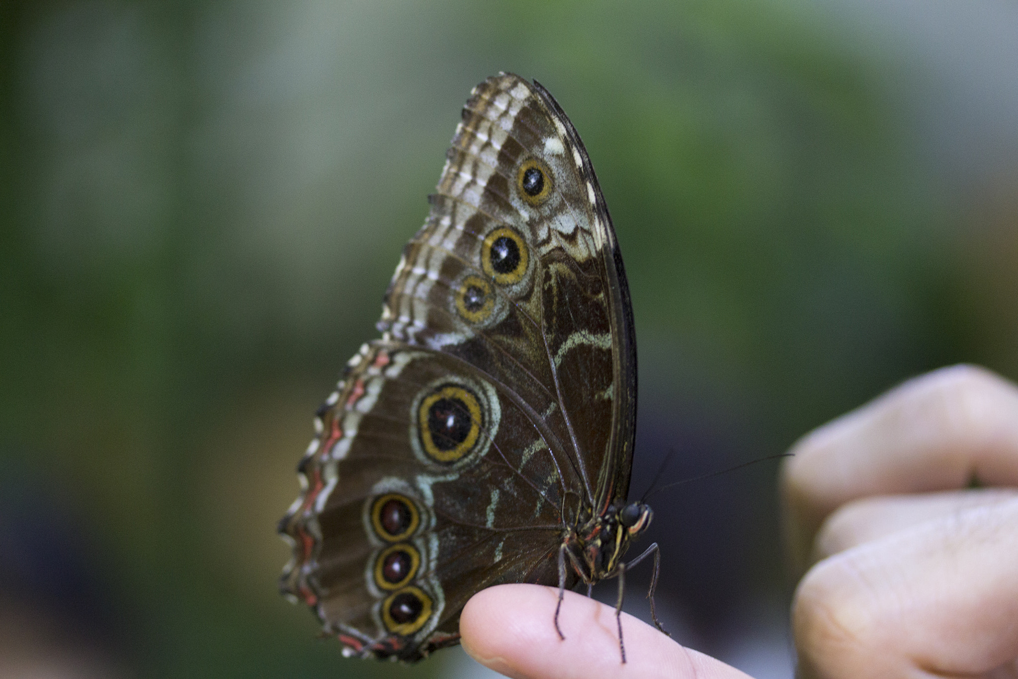 Canon EF-S 60mm F2.8 Macro USM sample photo. Butterflies photography