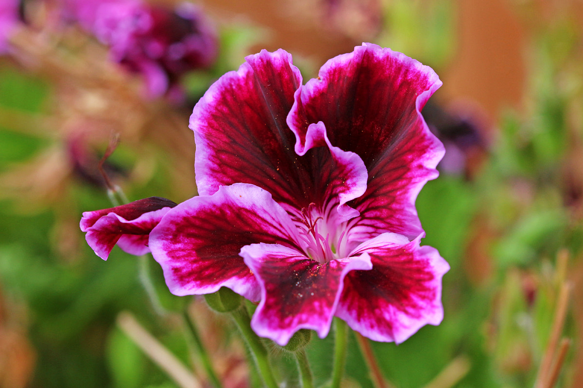 Canon EF 100mm F2.8 Macro USM sample photo. Geranium photography