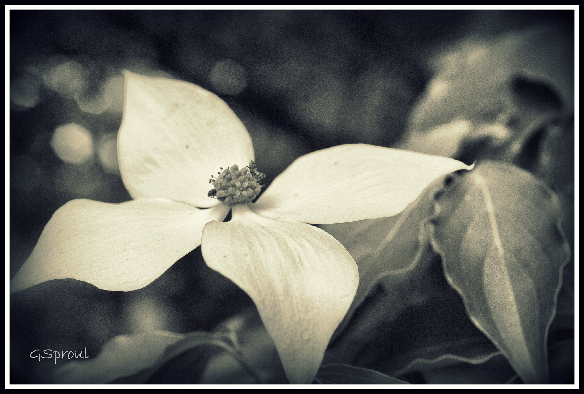 Nikon D300 + Nikon AF Micro-Nikkor 60mm F2.8D sample photo. Dogwood photography