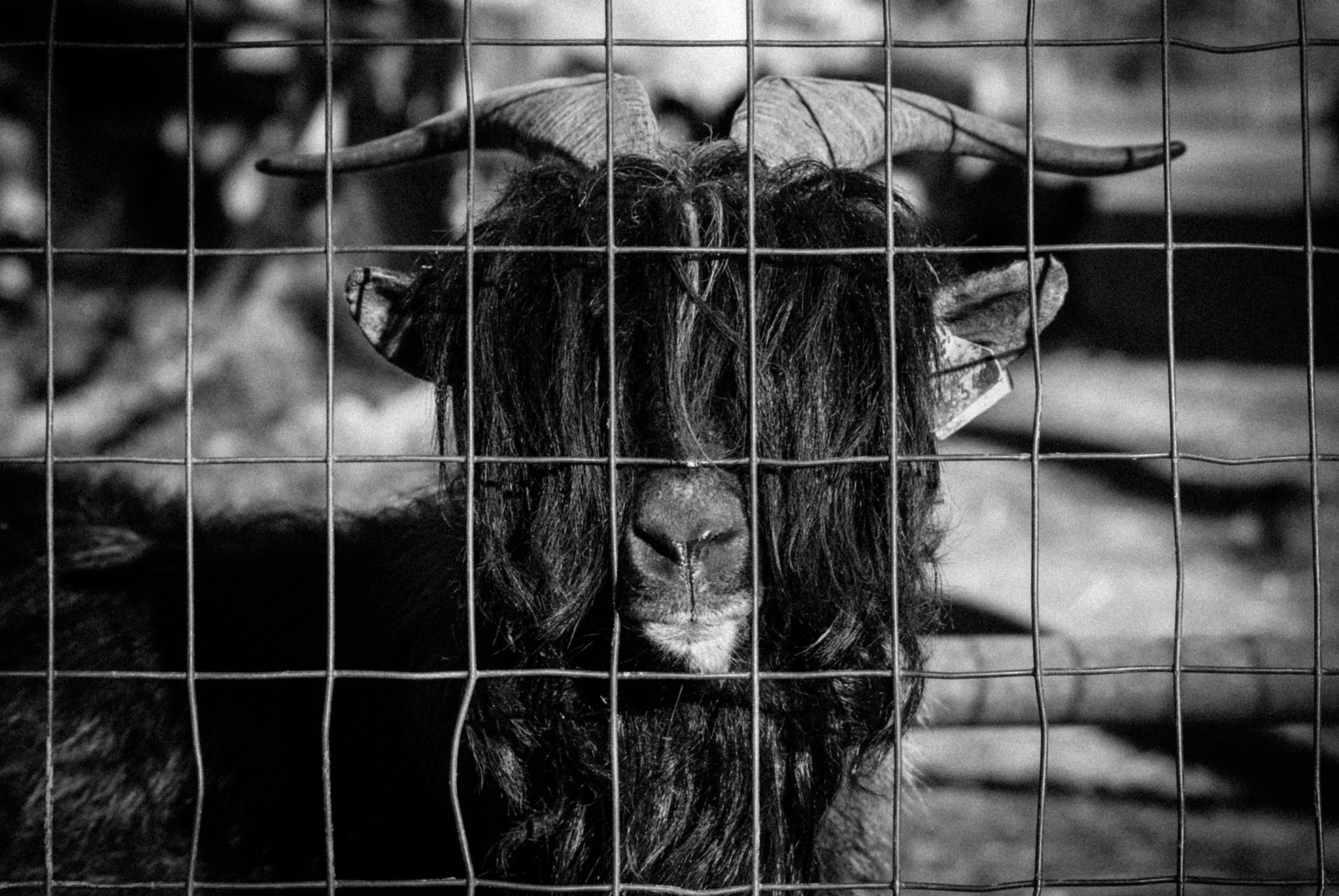 Pentax K10D + smc PENTAX-F 70-210mm F4-5.6 sample photo. Becco ciuffo photography