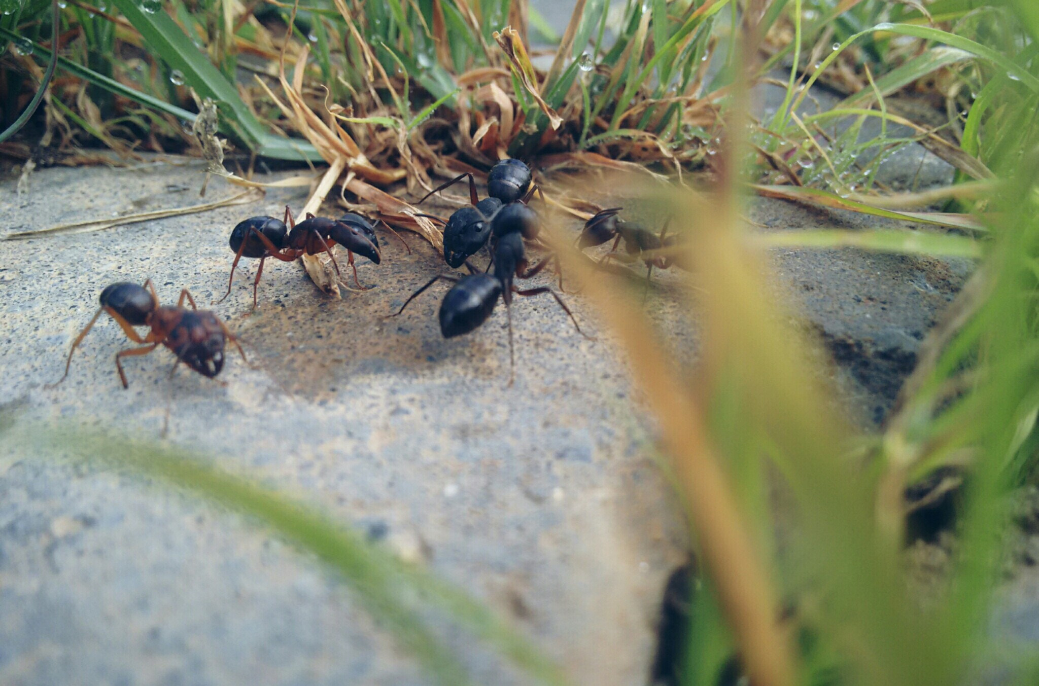 Motorola Moto G with 4G LTE (2nd Gen) sample photo. Ant's day out photography