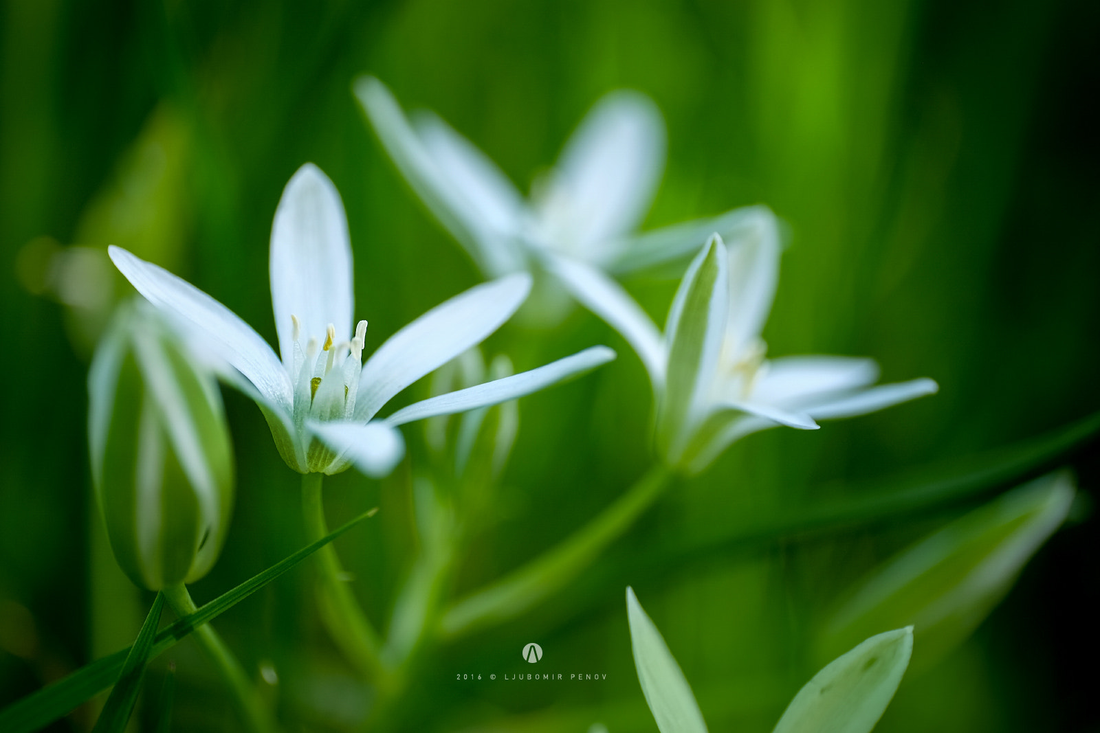 ZEISS Touit 50mm F2.8 sample photo. White photography