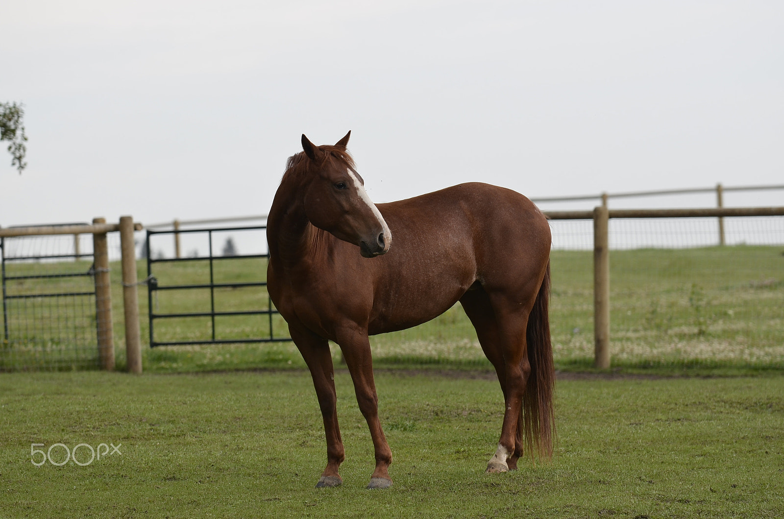 Nikon AF-S Nikkor 70-200mm F4G ED VR sample photo. Horse photography