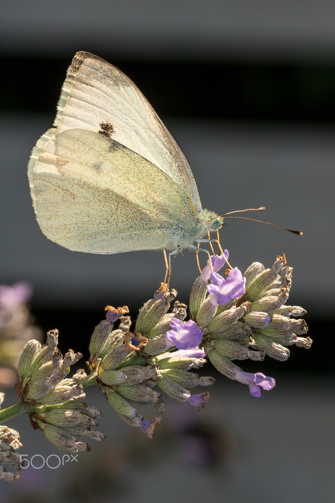 Canon EOS 760D (EOS Rebel T6s / EOS 8000D) + Canon EF 100mm F2.8L Macro IS USM sample photo. Lavender butterfly photography