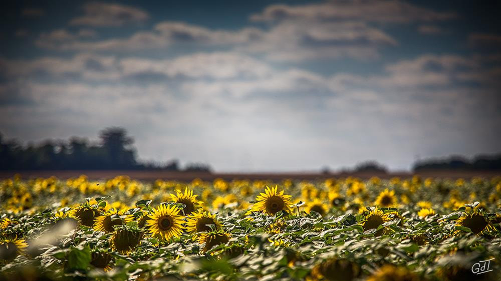 Canon EOS 6D + Canon EF 70-200mm F4L USM sample photo. Tournesol - ouzouer le marché #10257 photography