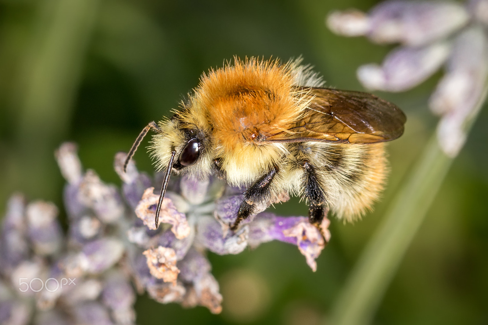 Canon EOS 760D (EOS Rebel T6s / EOS 8000D) + Canon EF 100mm F2.8L Macro IS USM sample photo. Lavender bumblebee photography