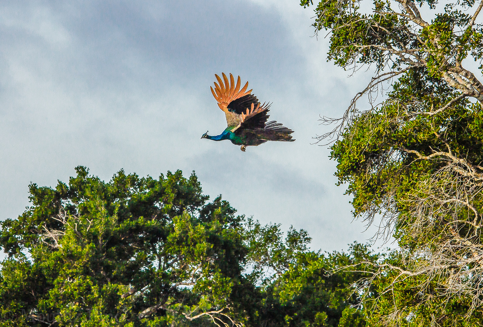 Sigma 150-500mm F5-6.3 DG OS HSM sample photo