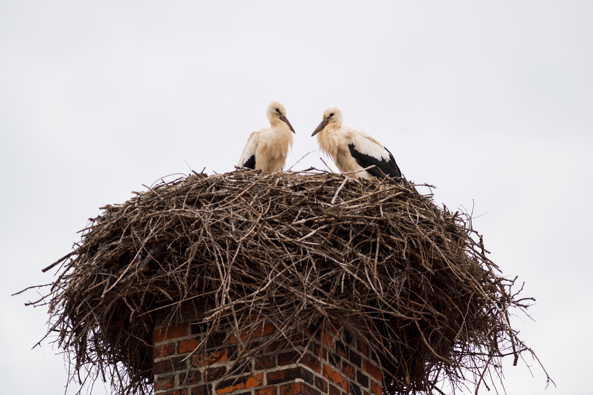 Sony a7R II + Canon EF 400mm F5.6L USM sample photo. Storks photography